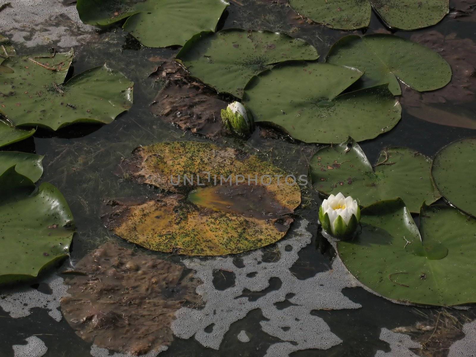 Water lily plants on the edge of Scugog Island in Ontario.