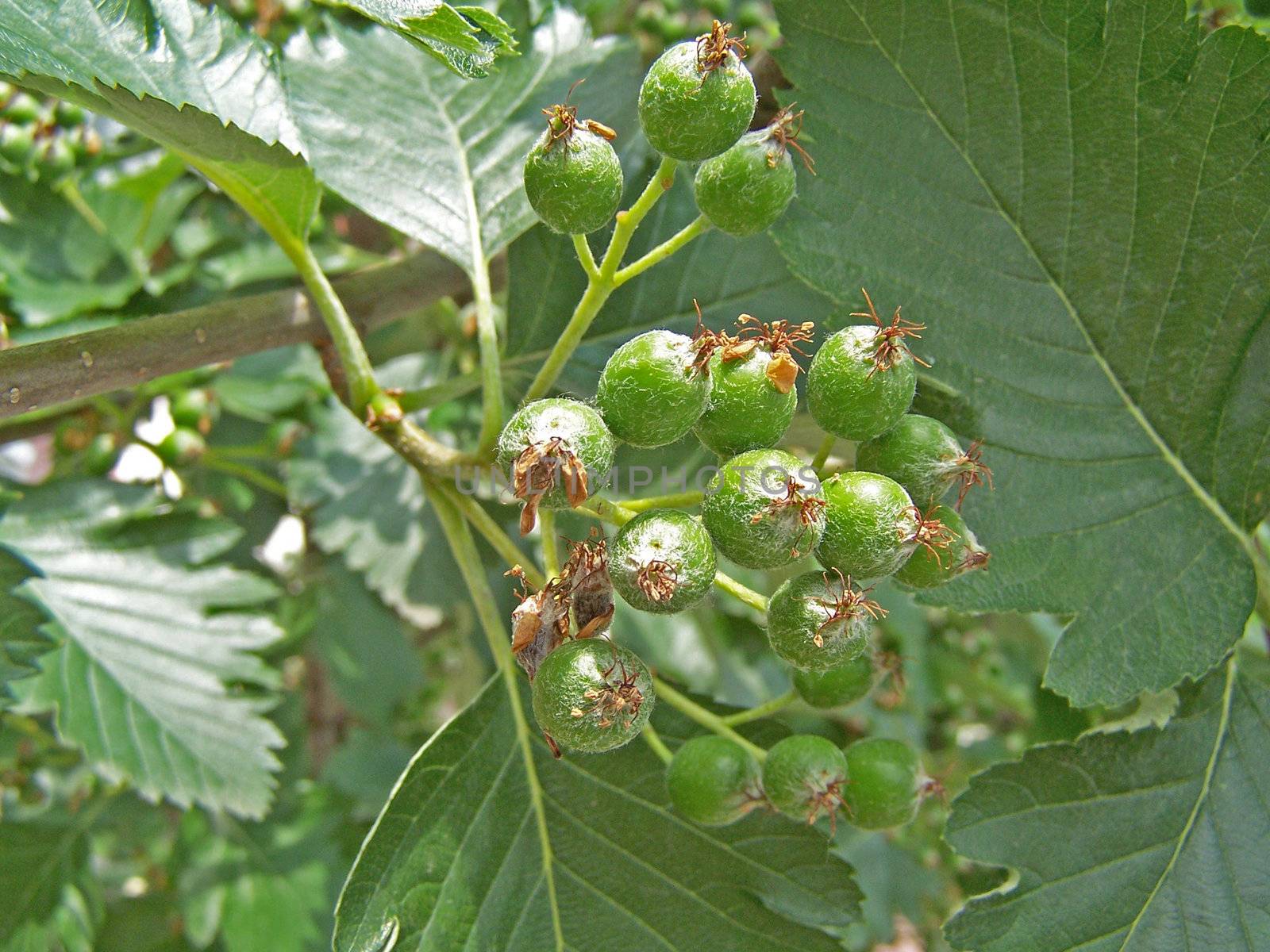 Close up of the green rowan berry bunch