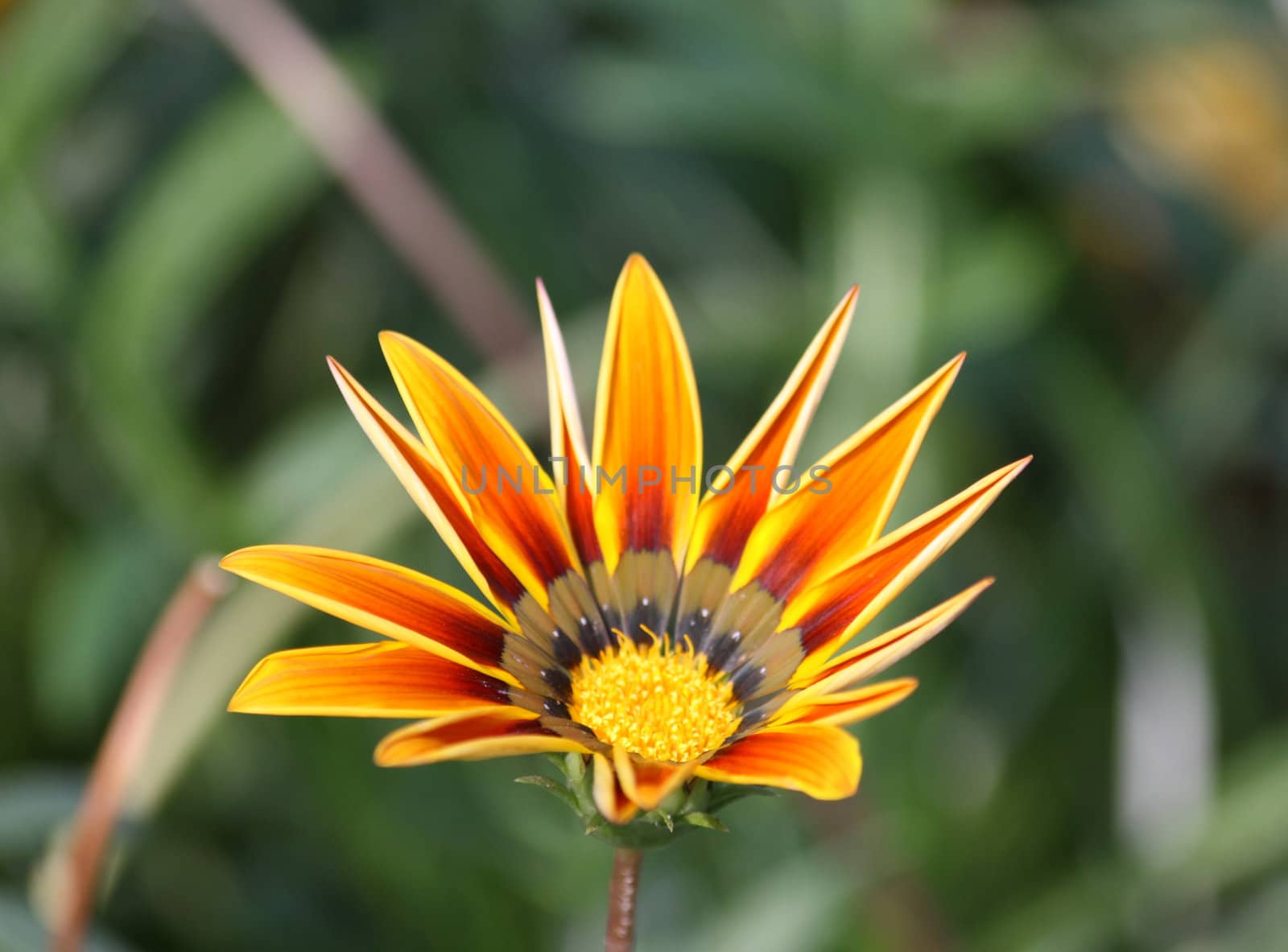 Close up of the bright gazania blossom