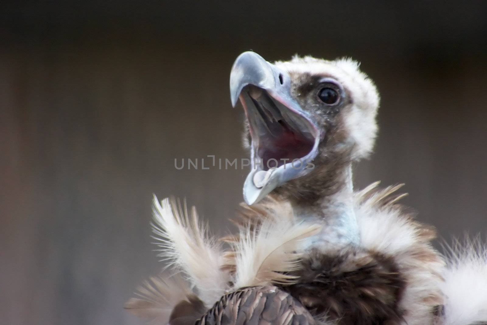 Eurasian Black Vulture (Aegypius Monachus). Also known as Monk or Cinereous Vulture.