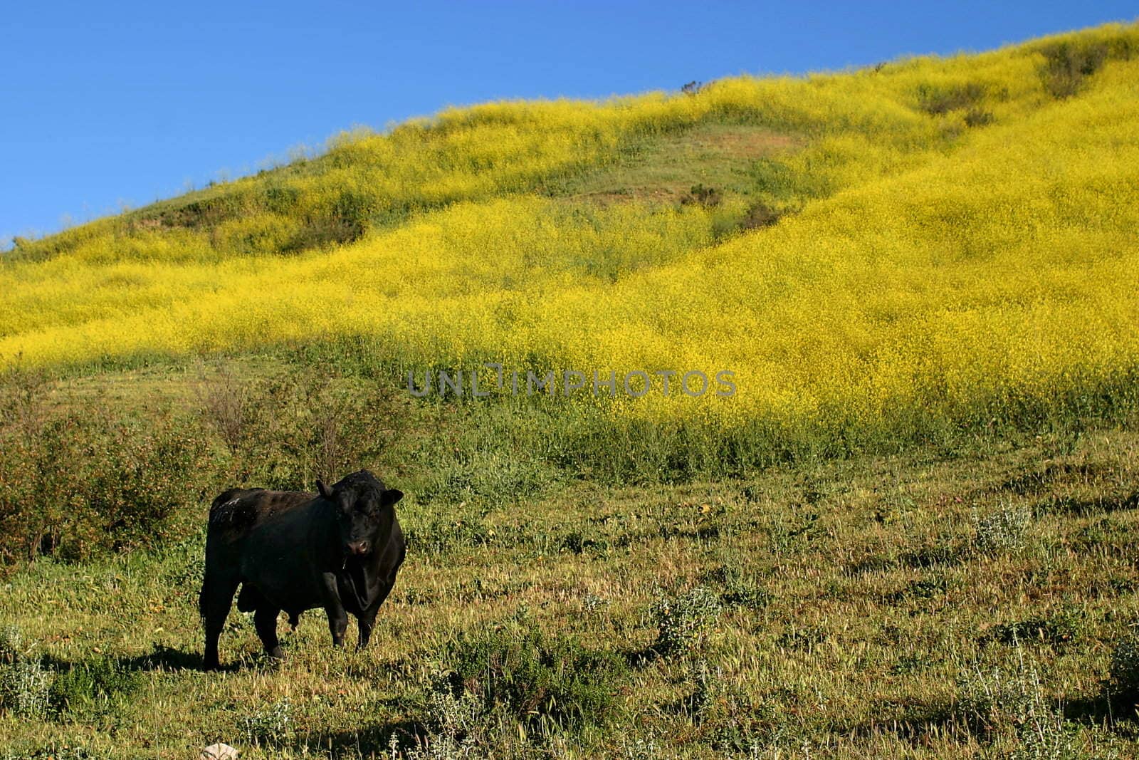 Dark brown bull standing in a yellow green mustard field.