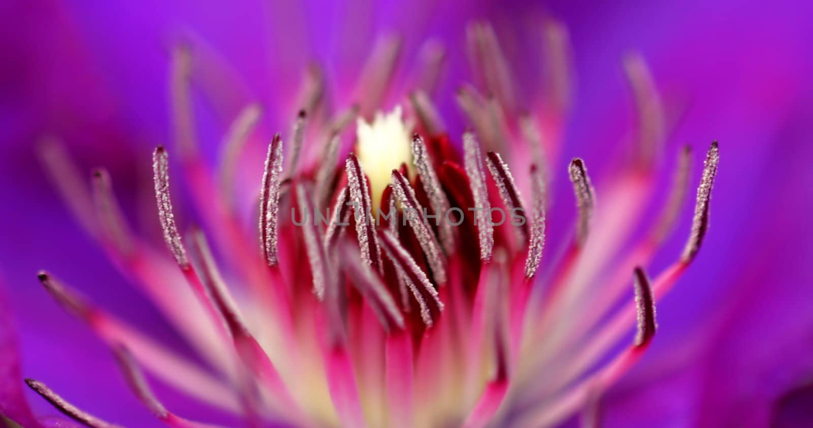 Macro shot of the inside of a purple flower.