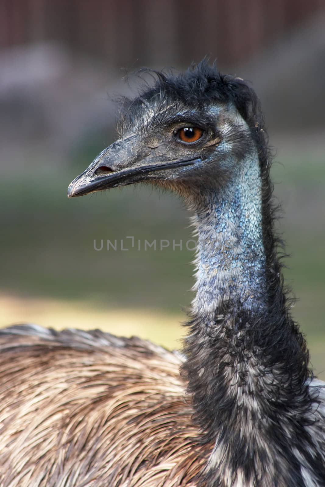 Portrait of intelligent looking black Emu (Dromaius novaehollandiae)