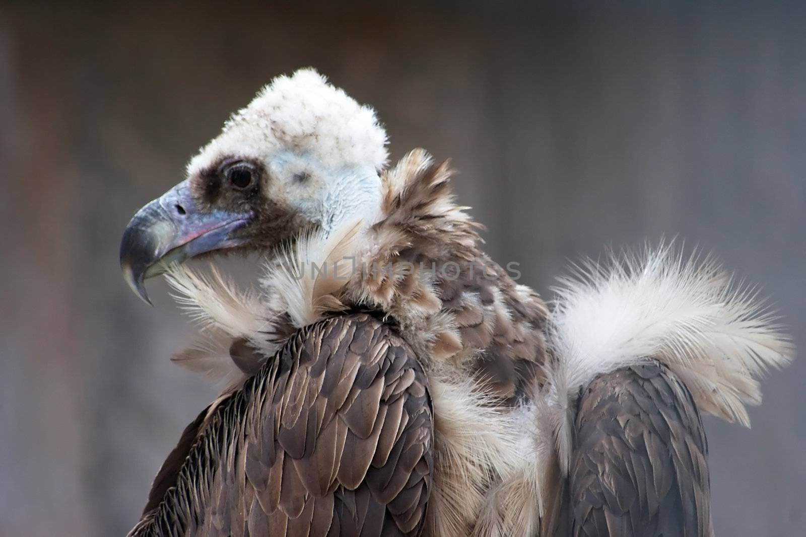 Eurasian Black Vulture (Aegypius Monachus). Also known as Monk or Cinereous Vulture.