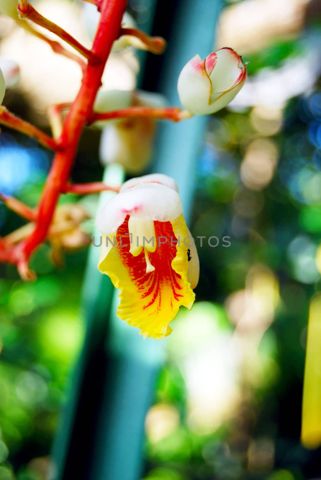 Bright hanging flower