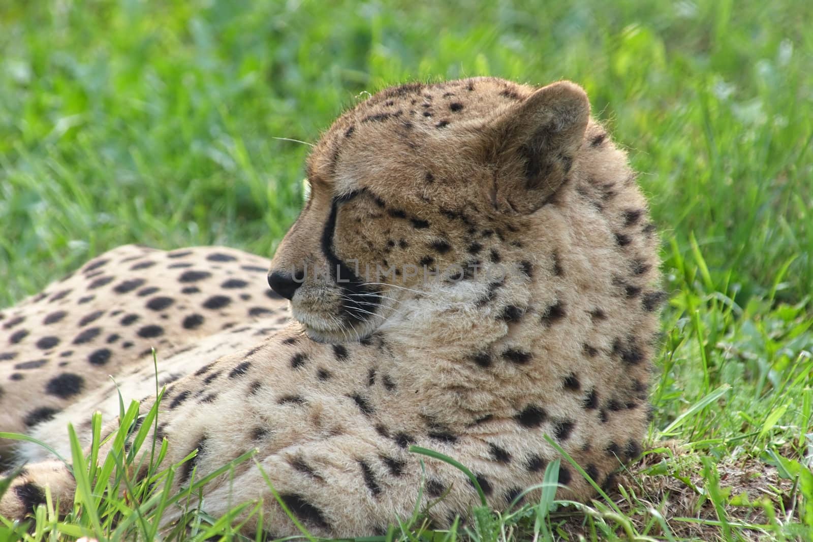 Image of Cheetah (Acinonyx Jubatus) resting in green grass