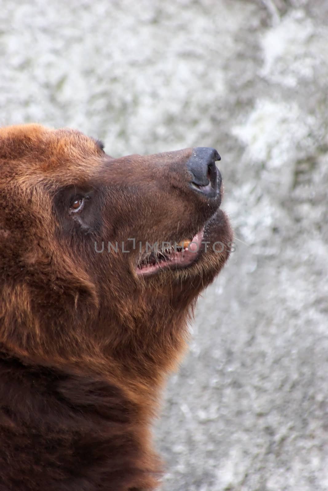 Brown bear begging for food in a zoo