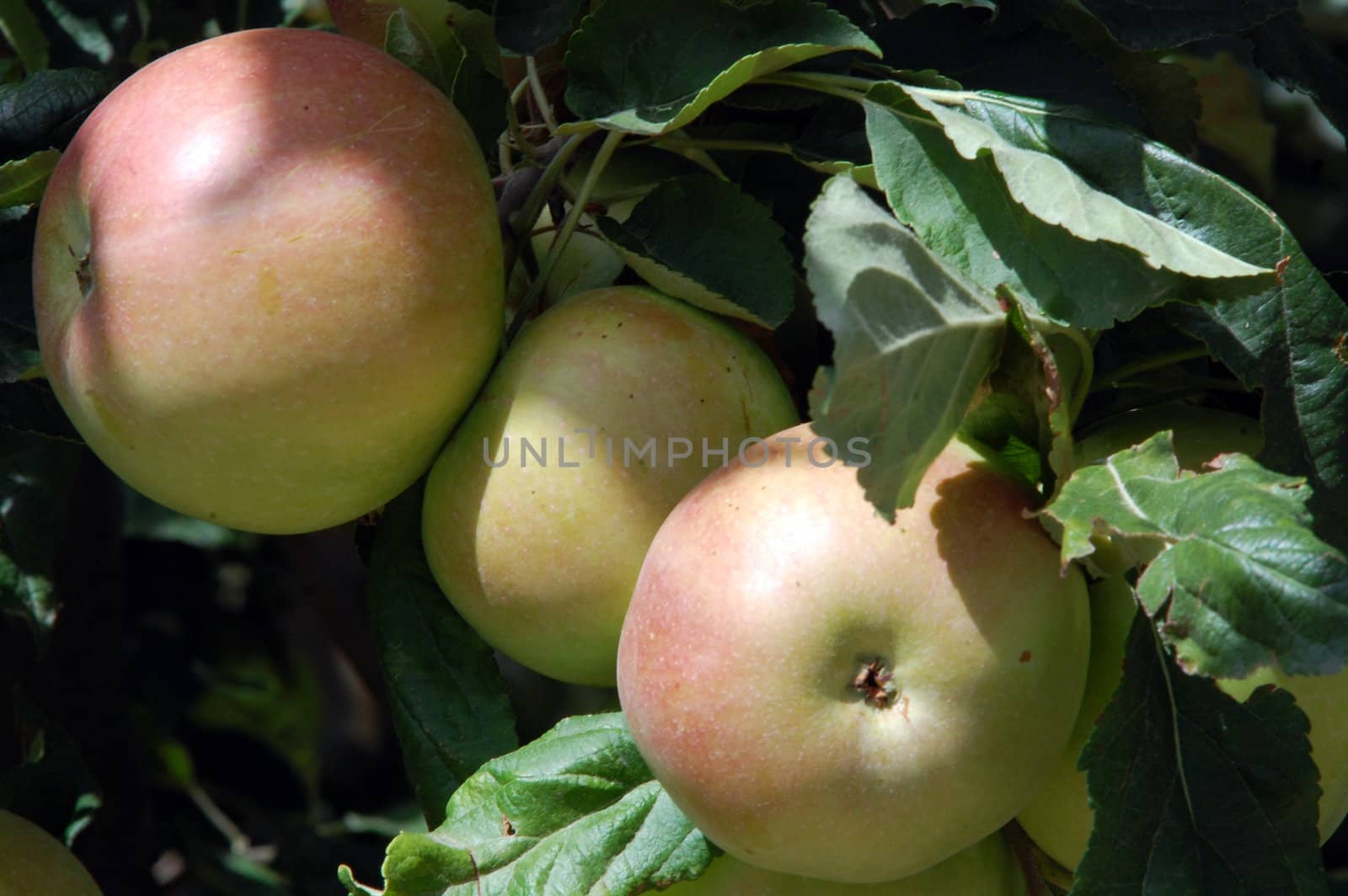 apples on tree by nehru