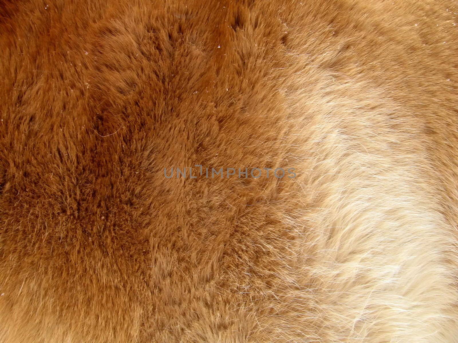 Abstract background of an orange fur of a horse