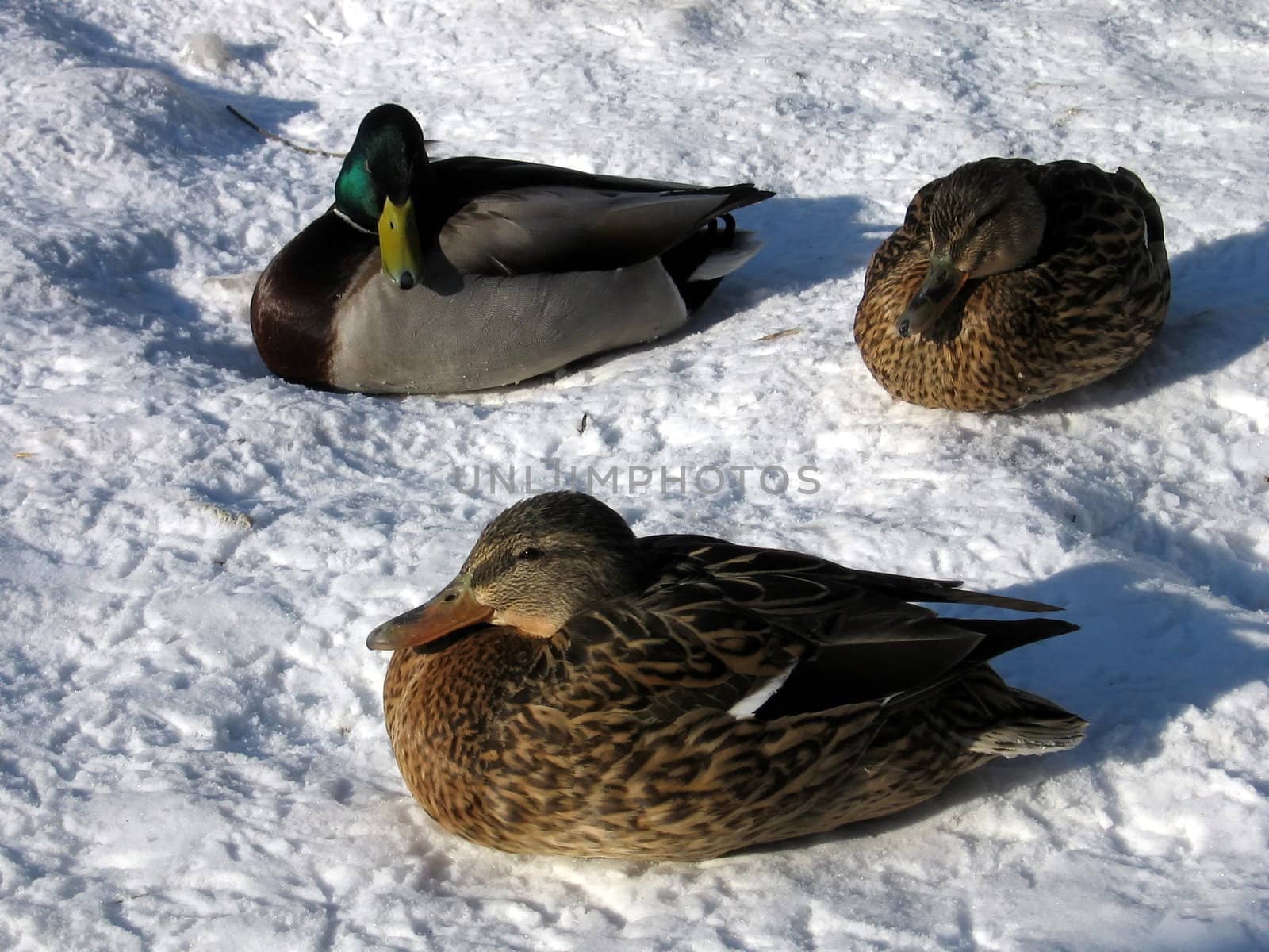Three ducks on a background of white snow