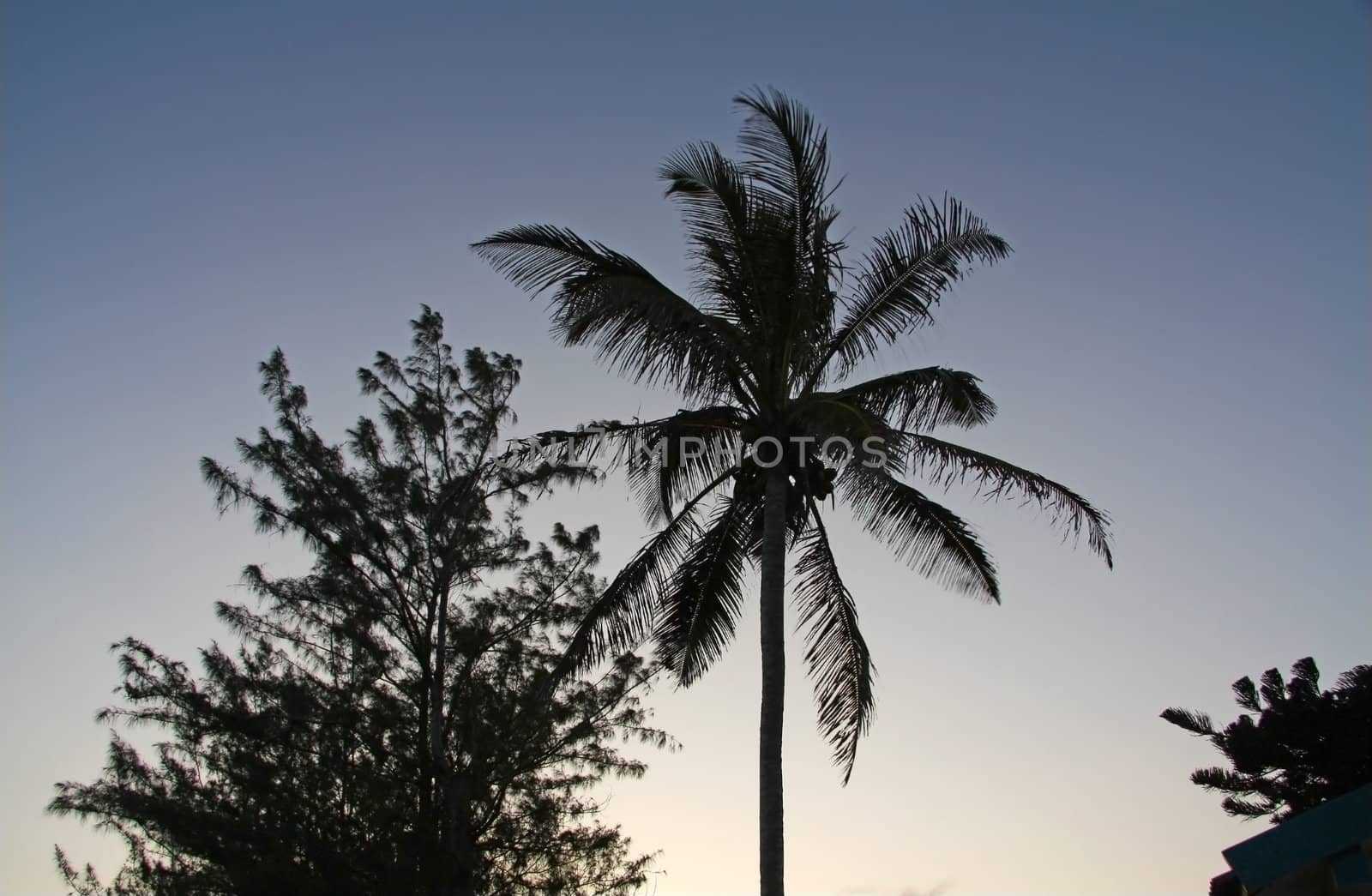 Palm Tree in sunset