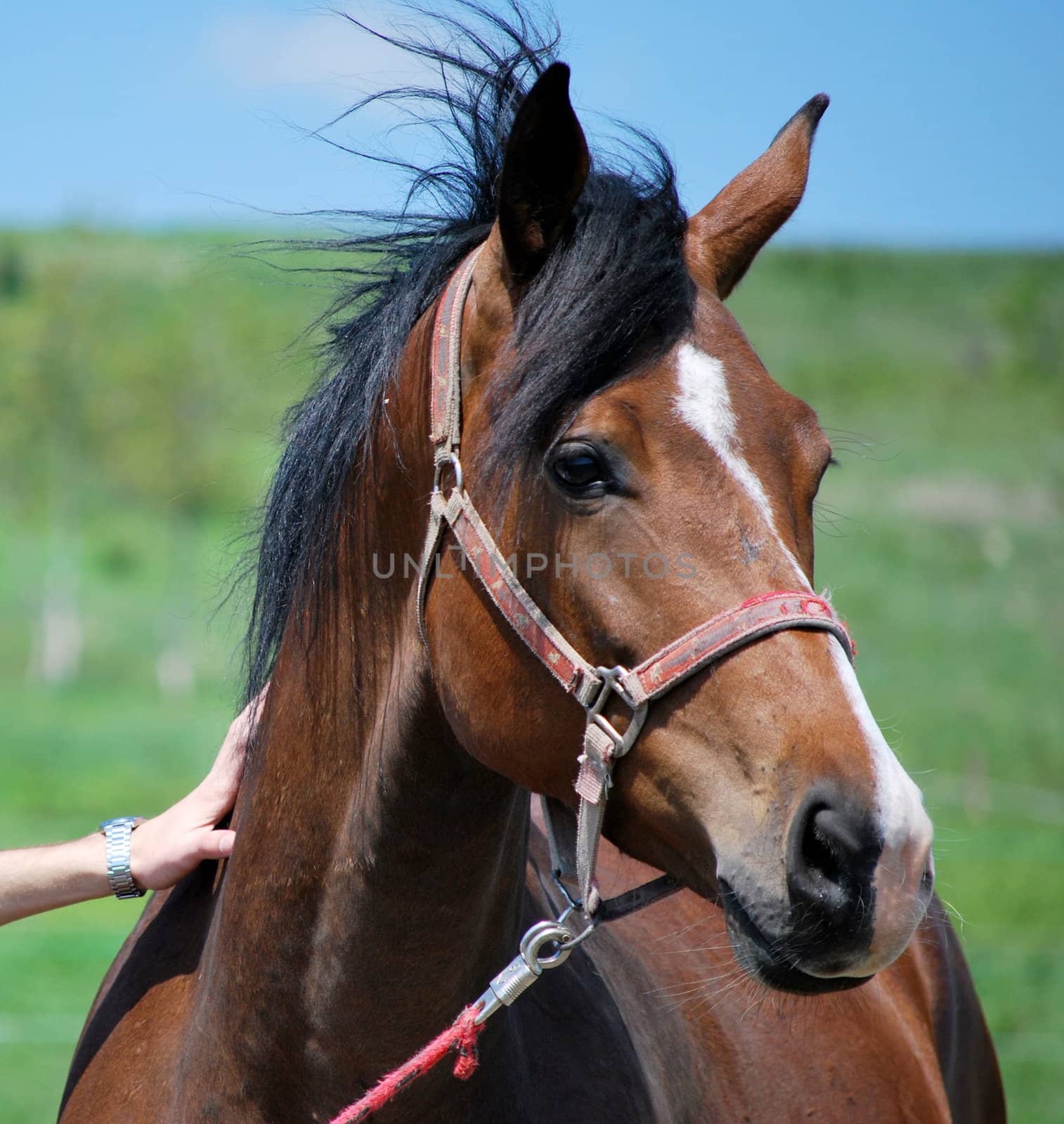 beautiful brown horse portrait on meadow