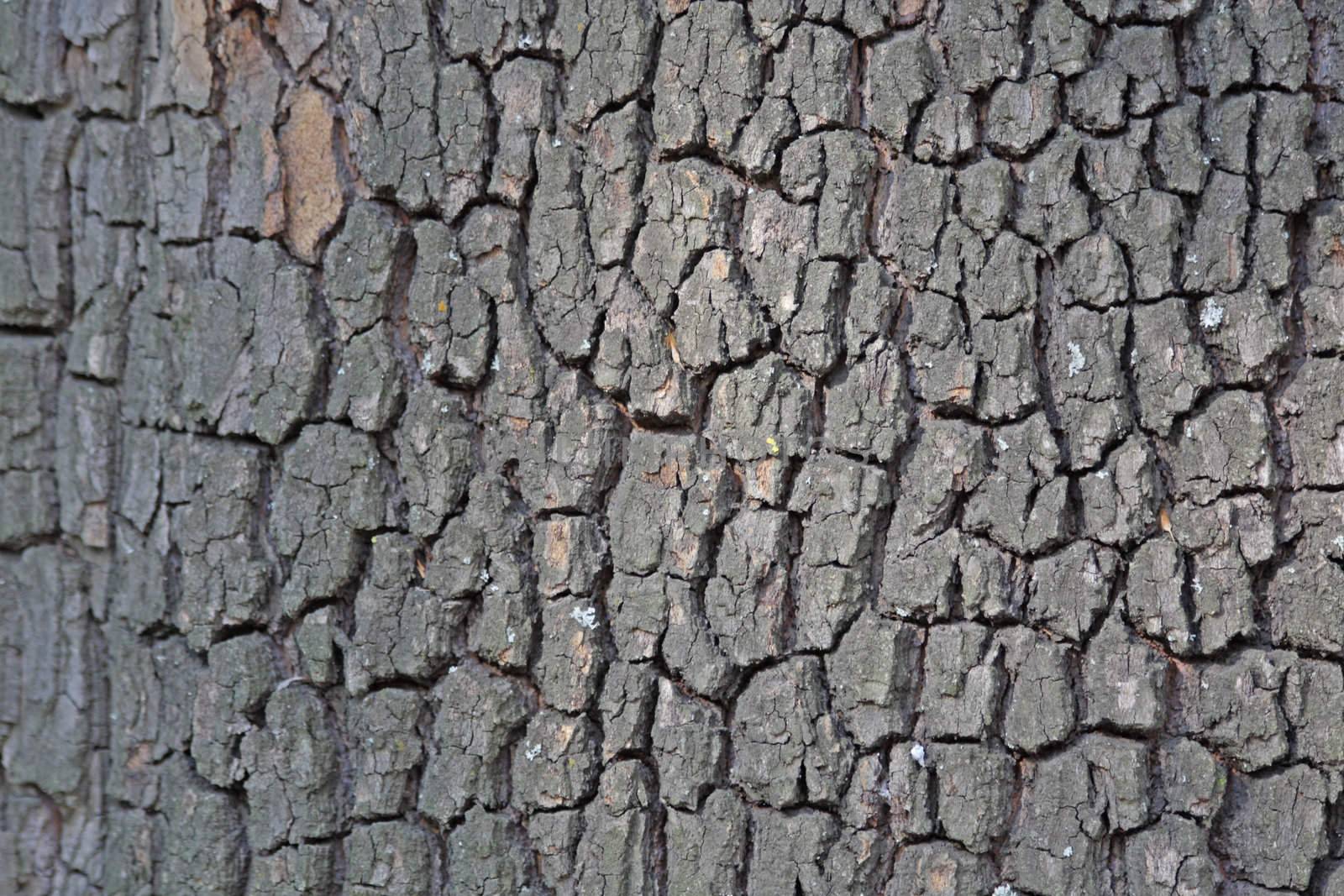Chestnut tree bark by Lessadar