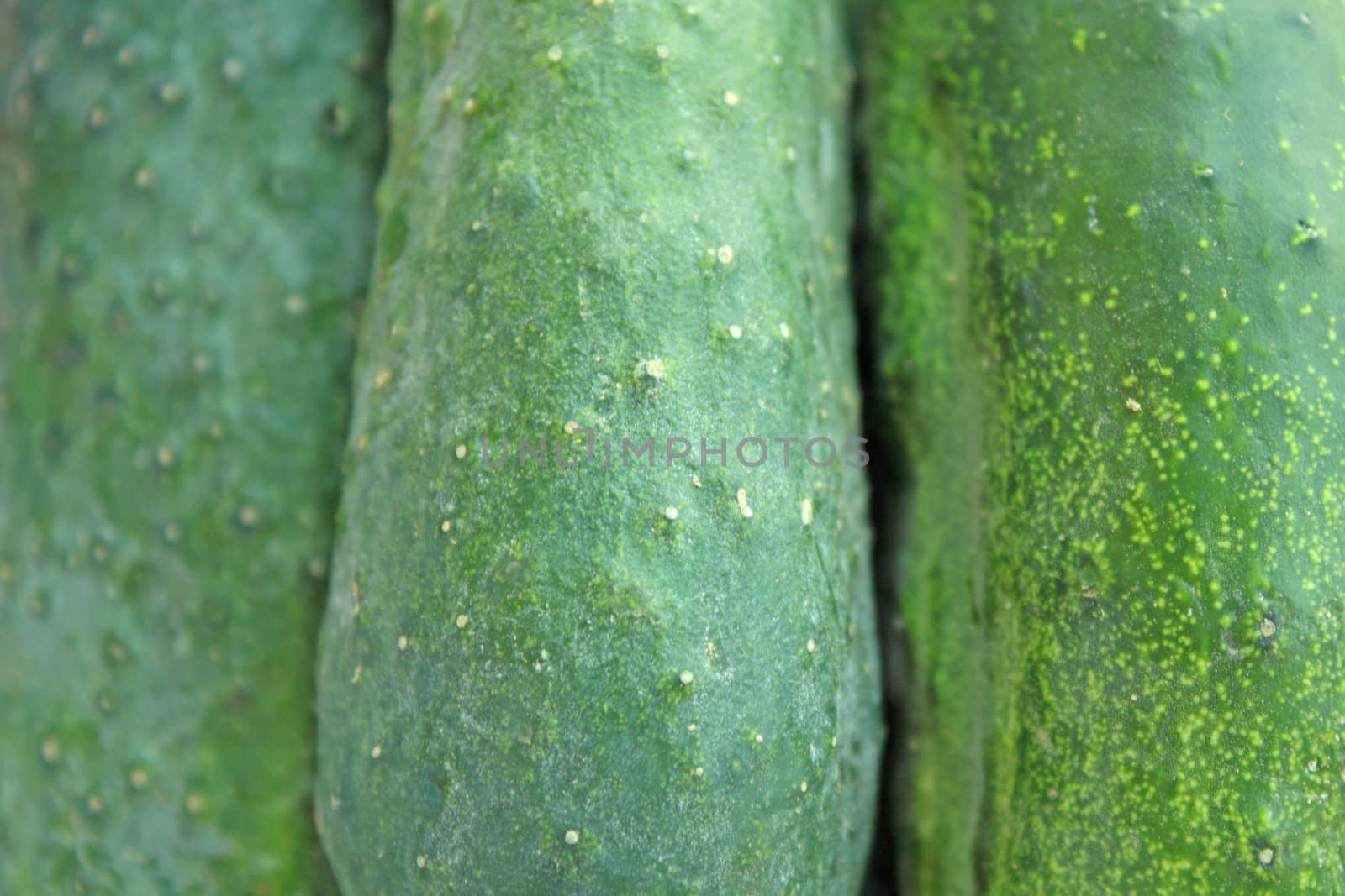 Close up of green cucumbers for background