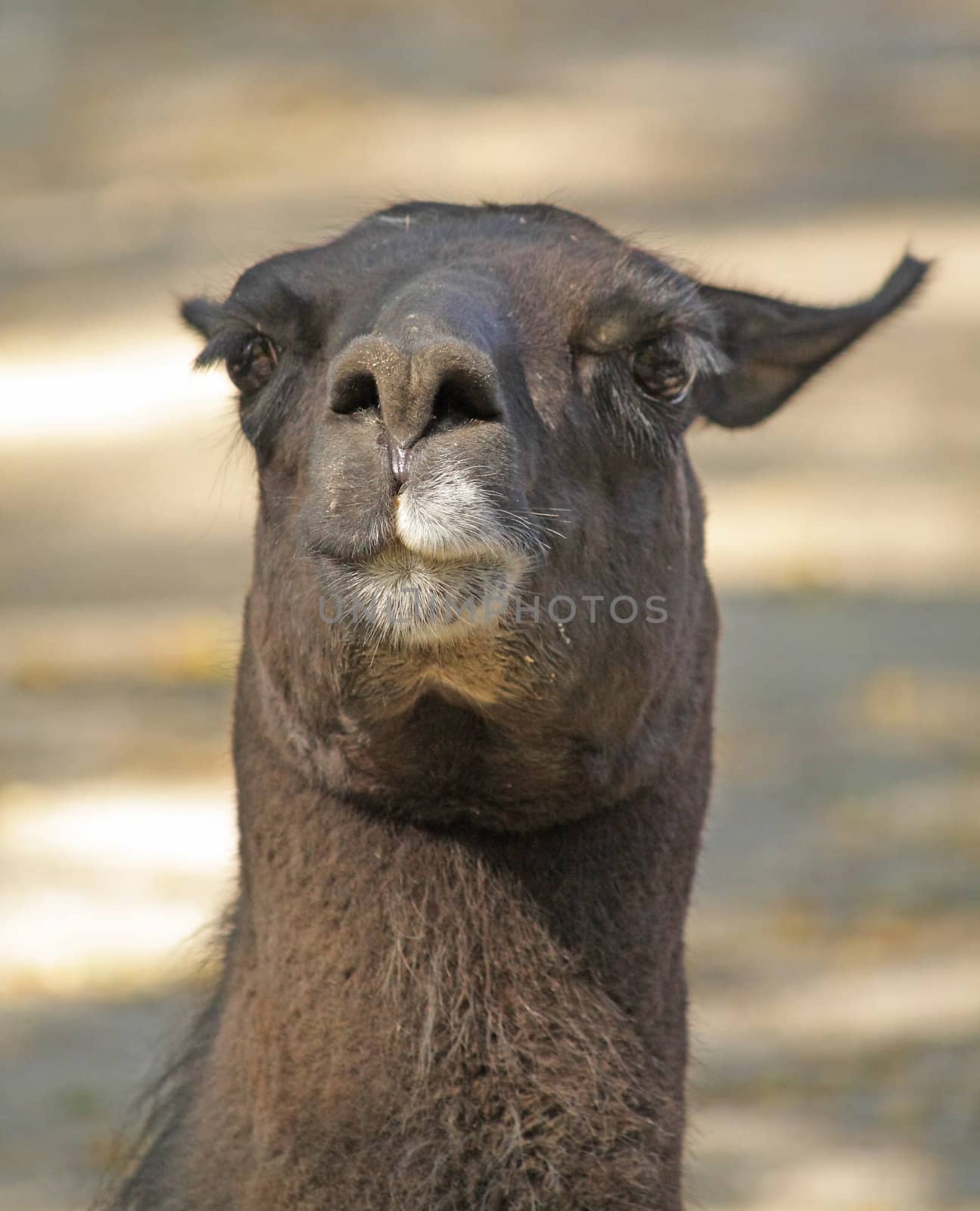 Close up of the black lama head