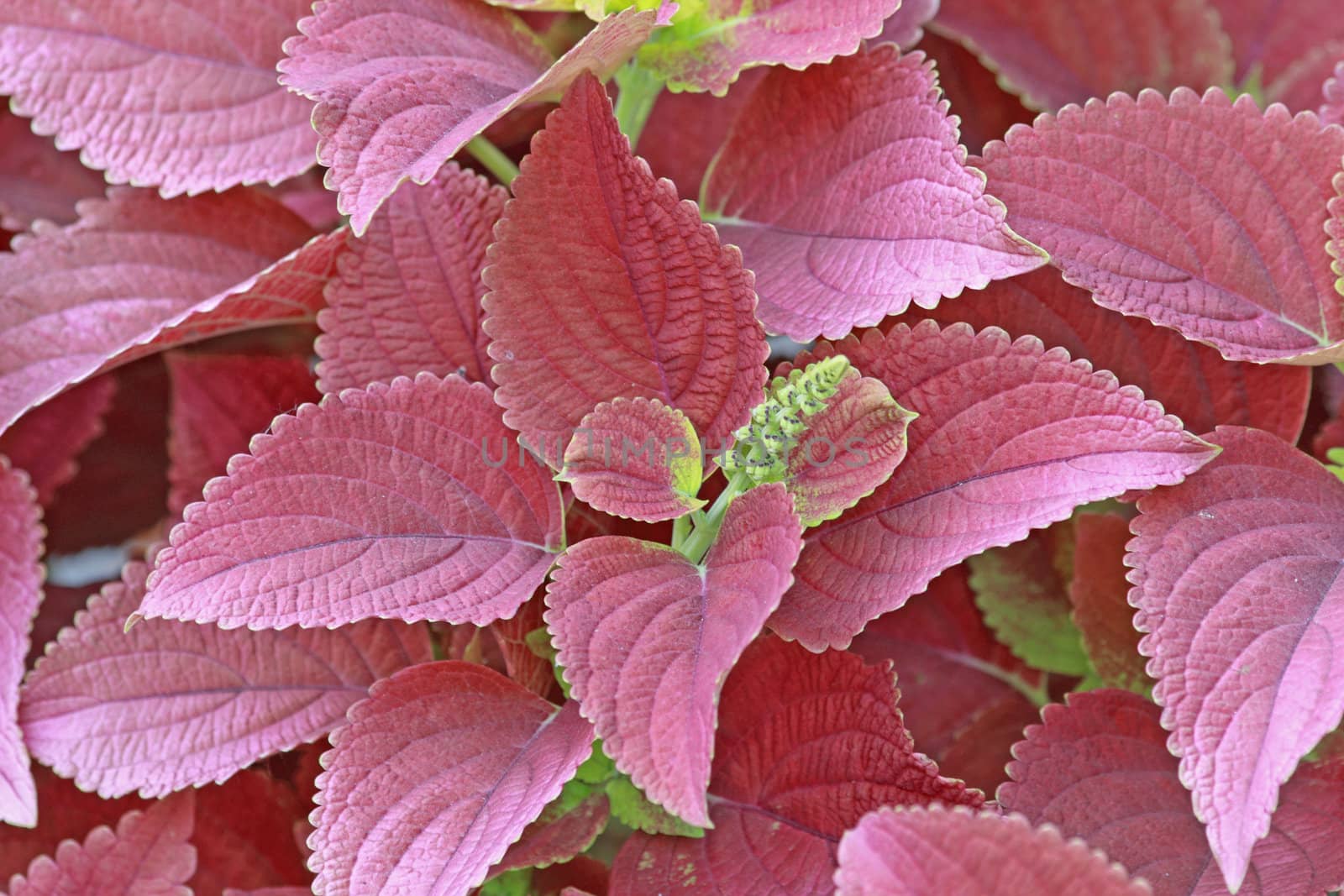Close up of the begonia pink leaves.