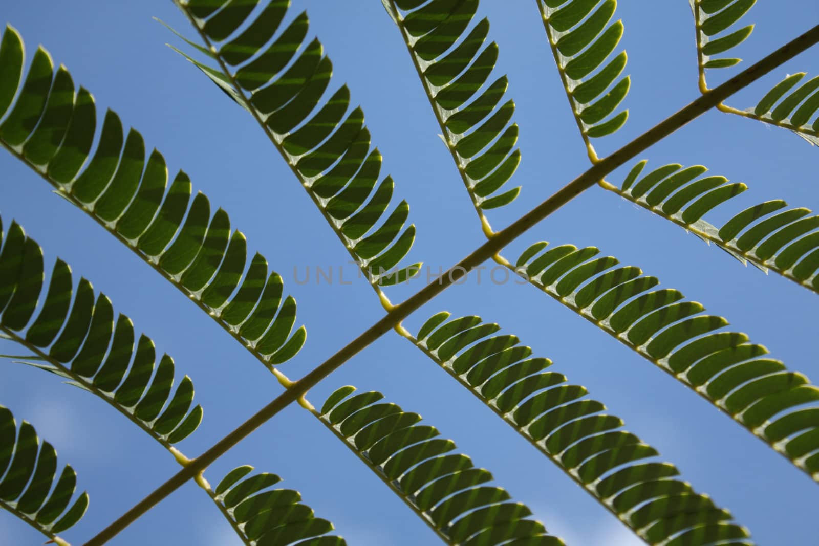 Acacia leaves by Lessadar