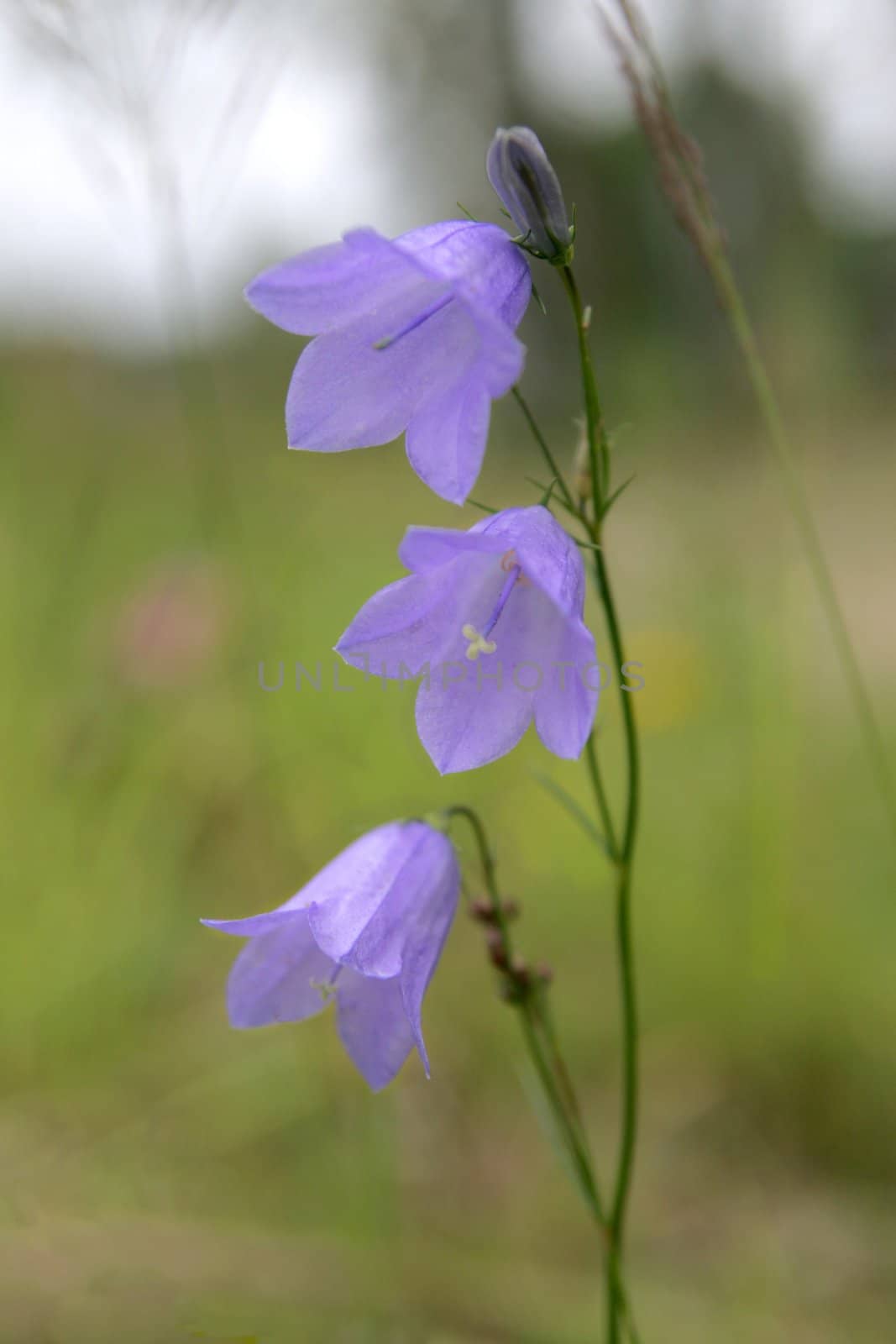 Close-up of three bellflowers in a meadow