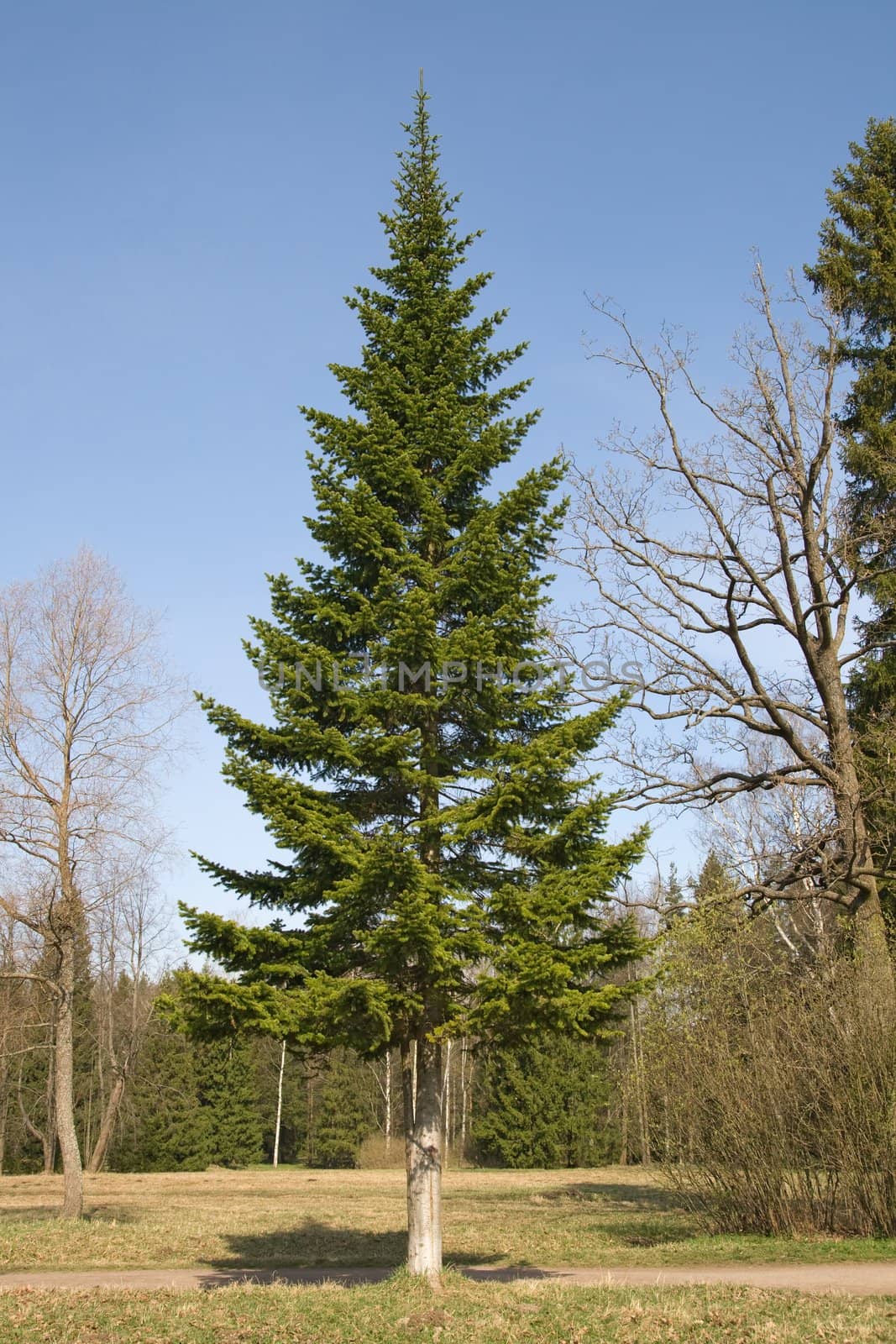 A tall fir tree in a summer park