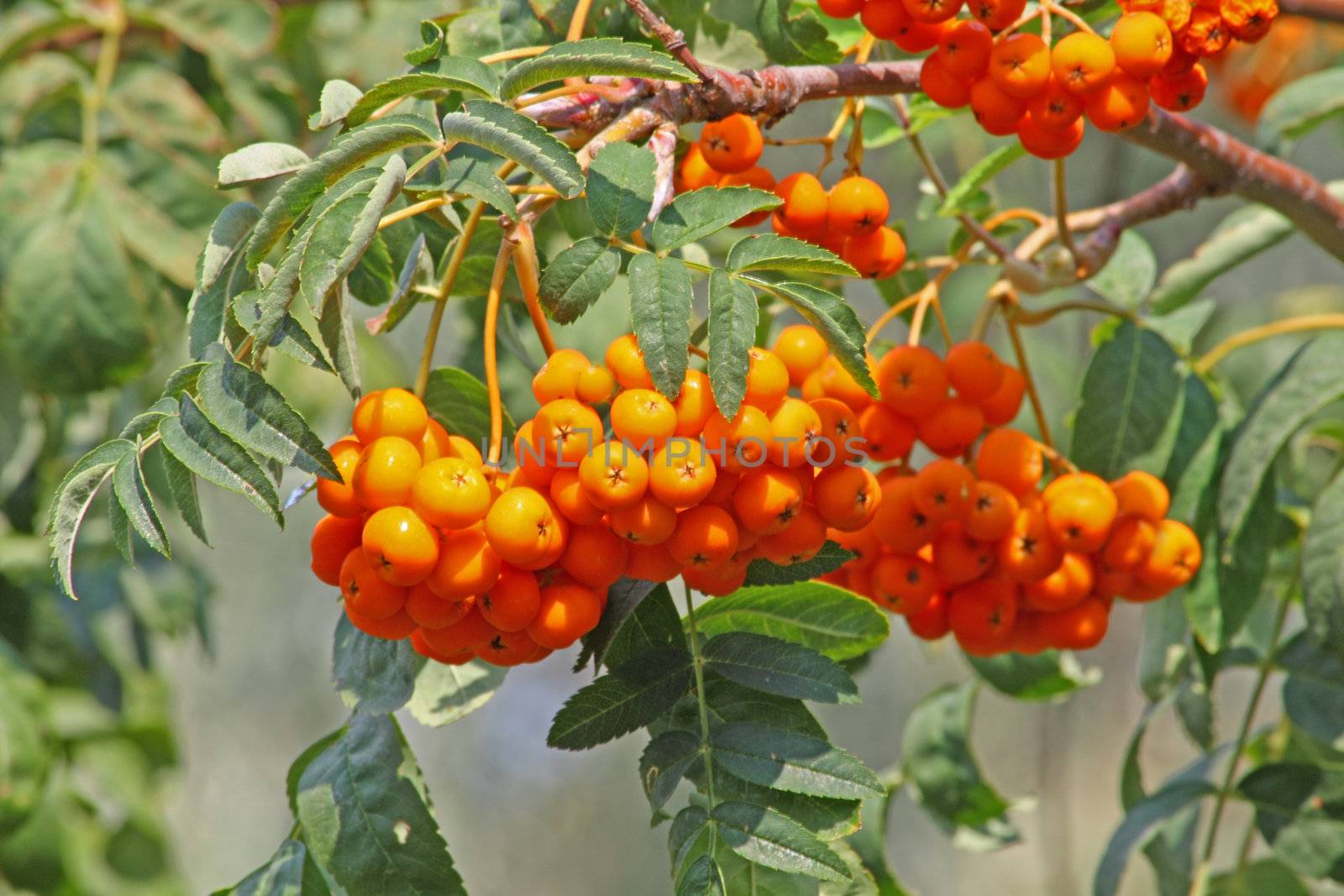 Rowan berry bunch by Lessadar