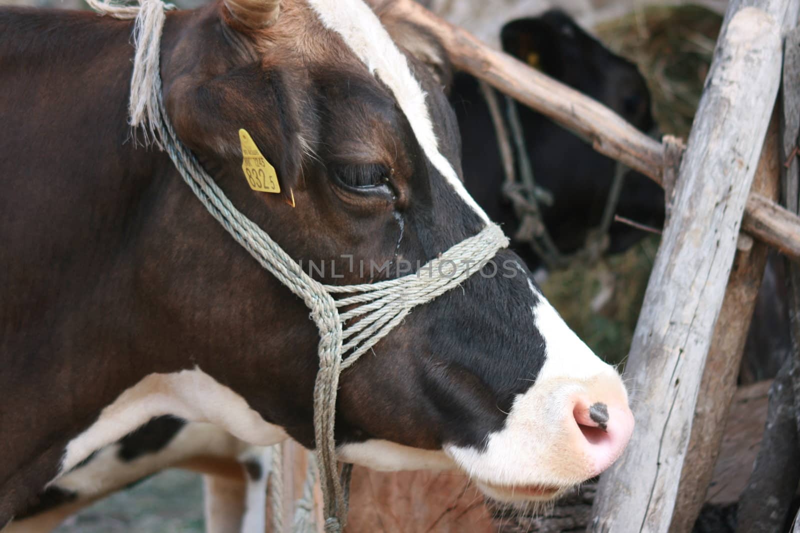 cow by nehru