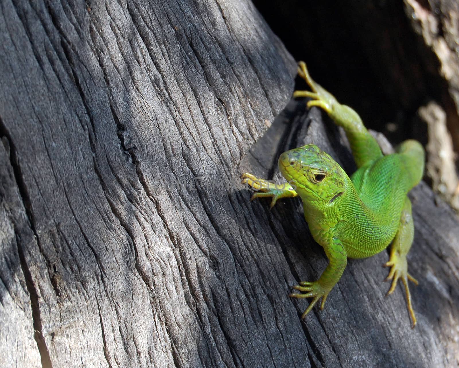 lizard on wood by nehru