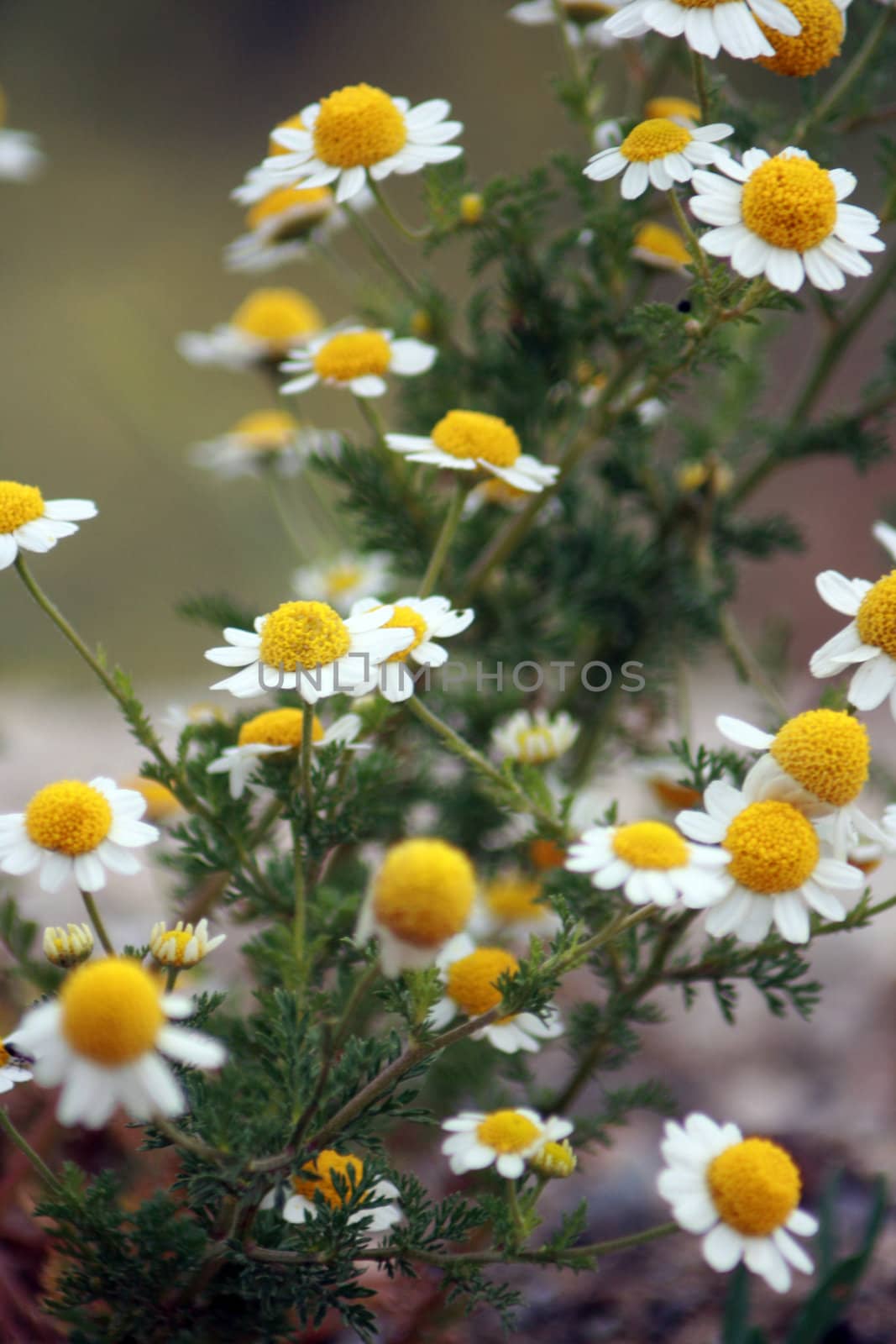 daisy by nehru