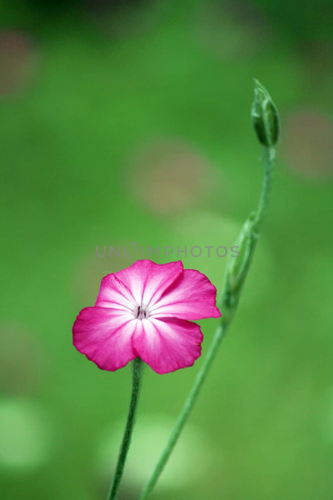 pink flower