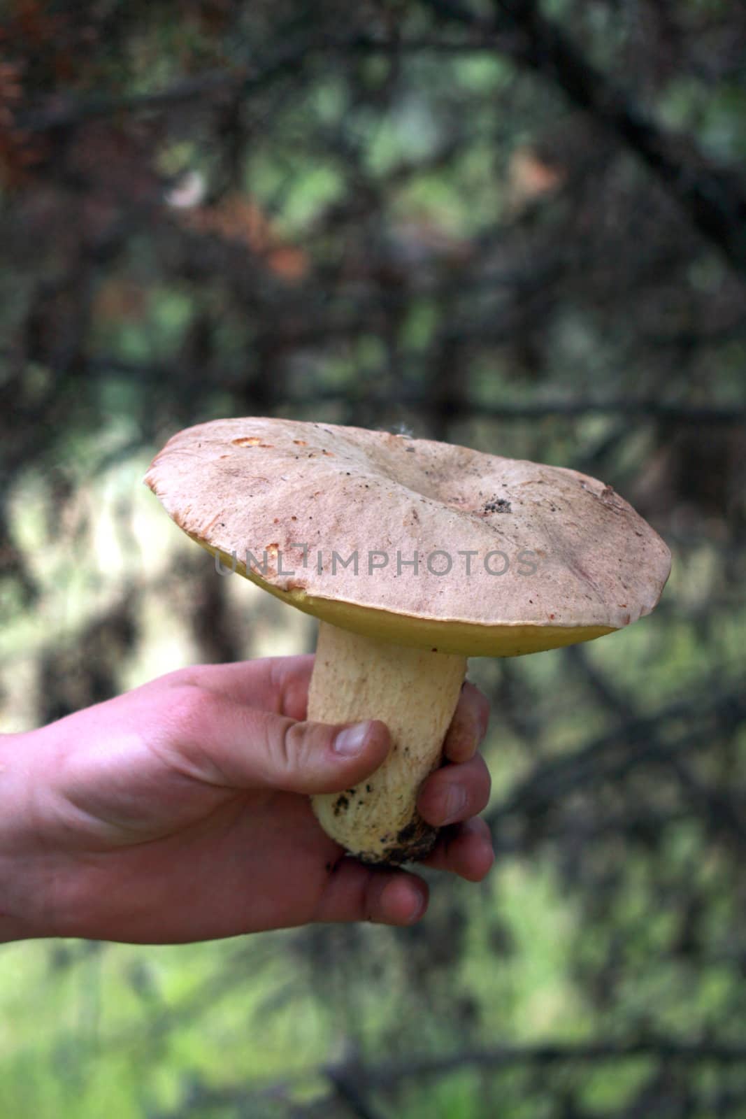 hand holding wild mushroom by nehru