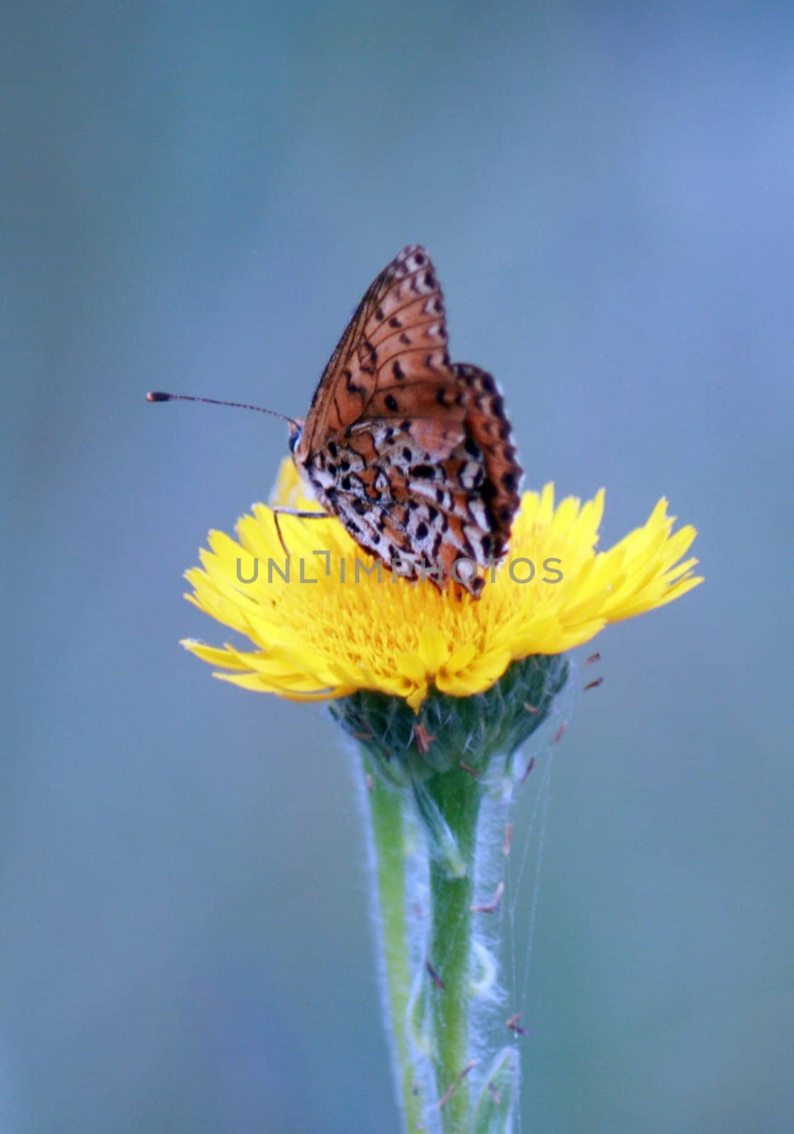 butterfly on the flower