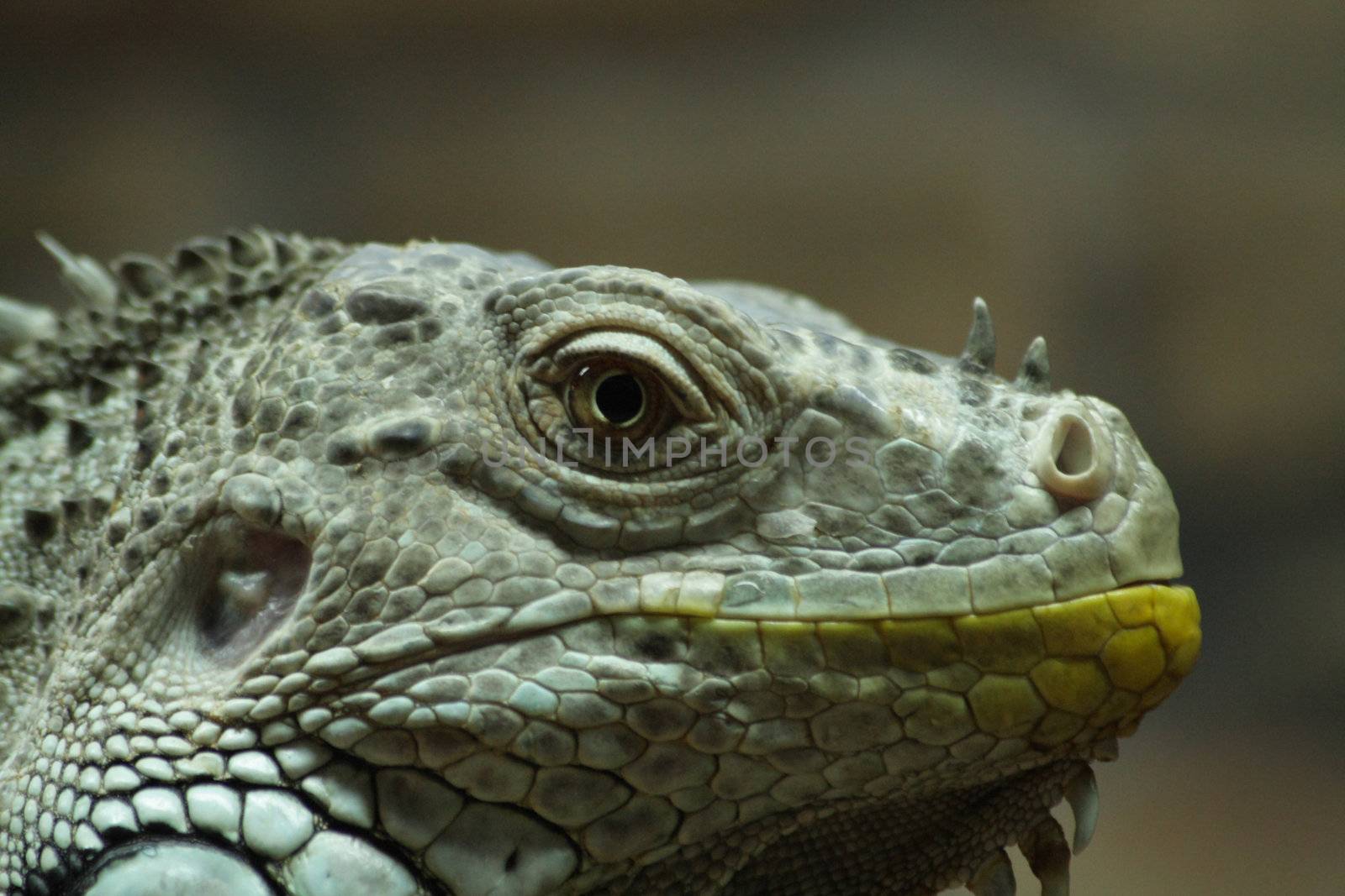 Close up of the iguana's head.