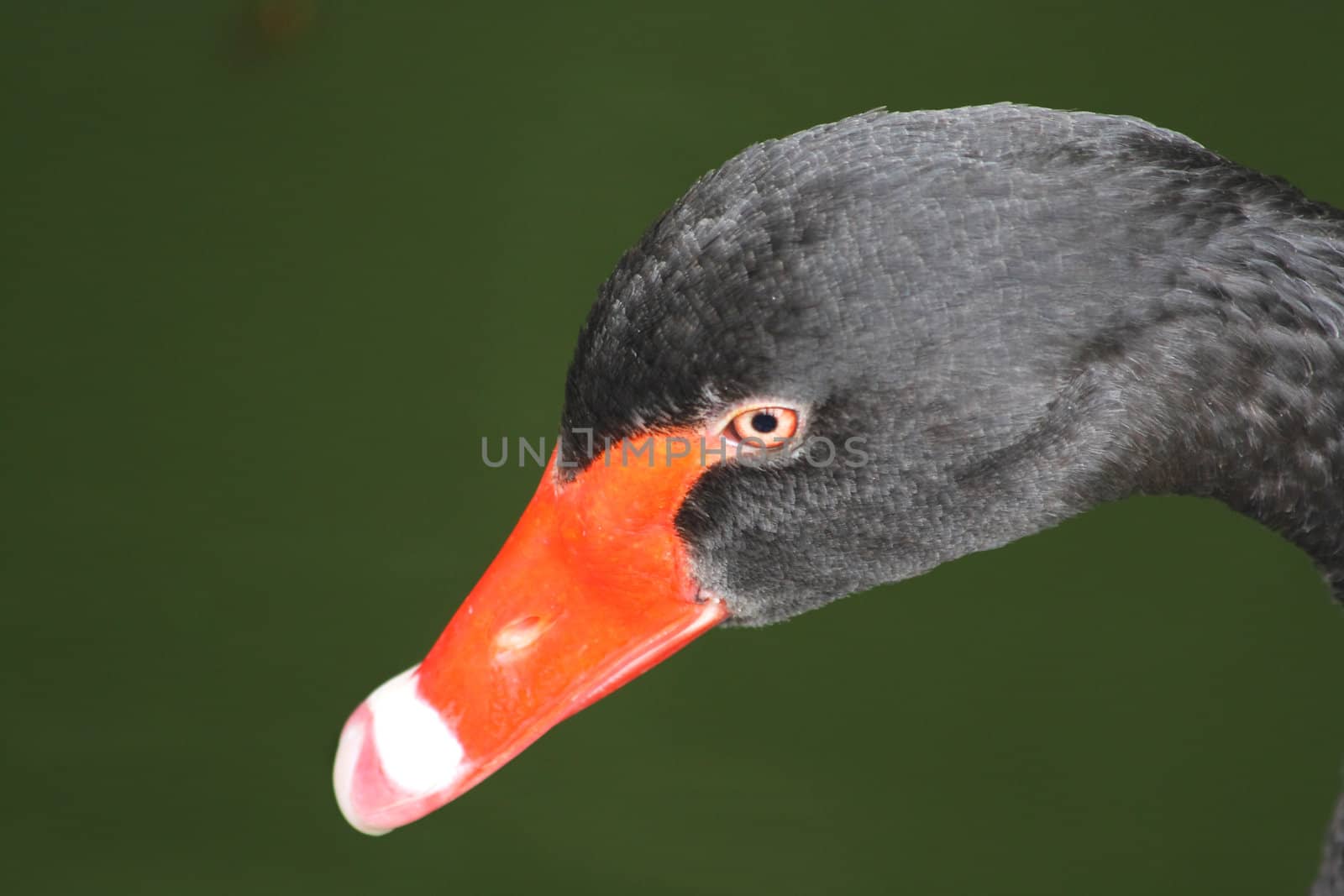 Black swan's head by Lessadar