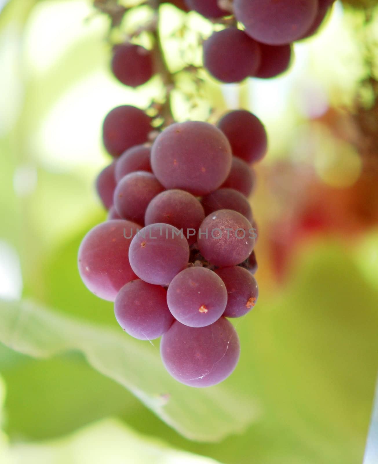 red grape by nehru