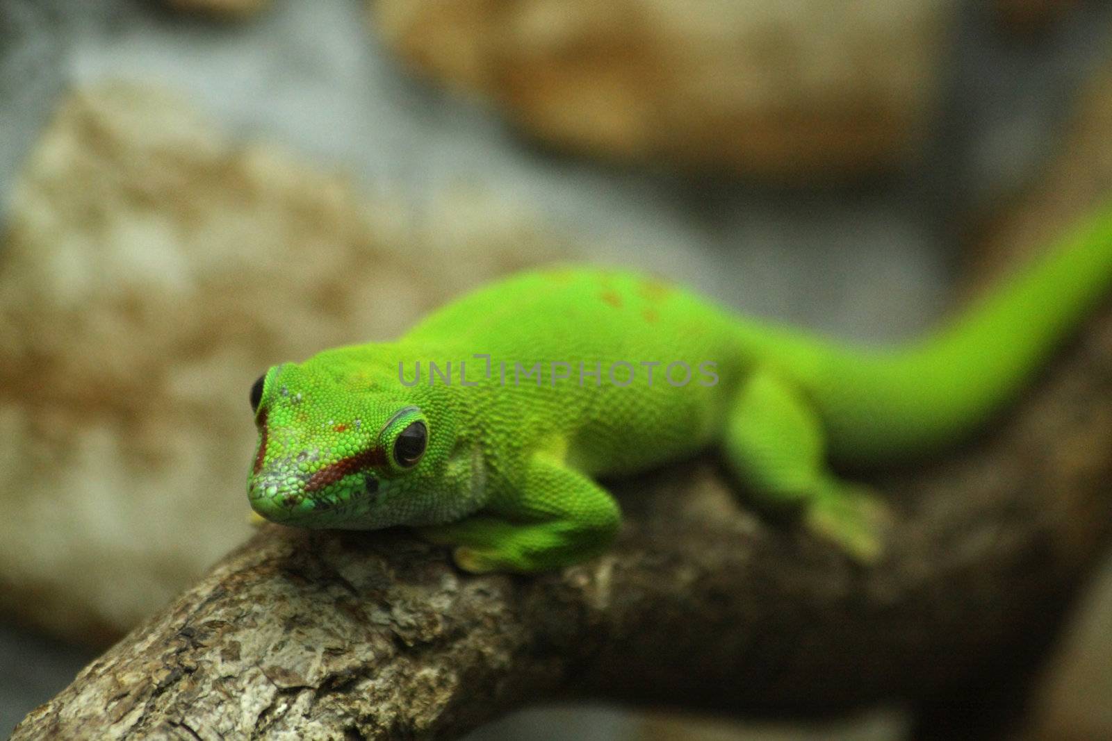 Close up of the gecko phelsuma madagascariensis grandis