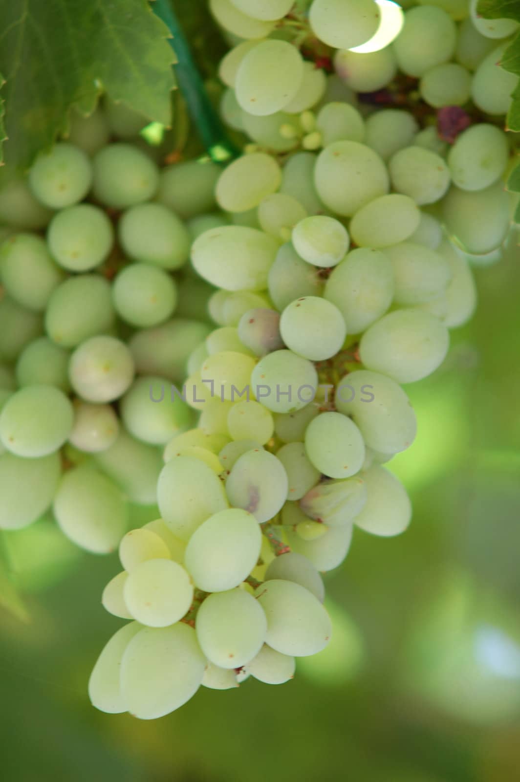 green grape