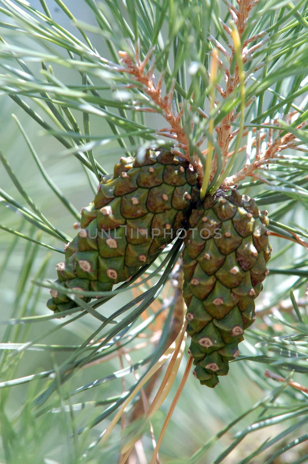 pinecone by nehru