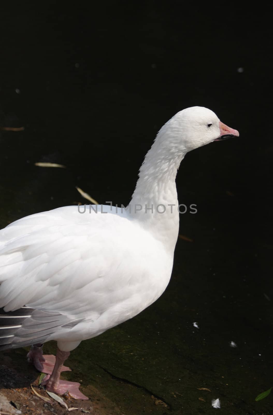 Close up of the white duck.