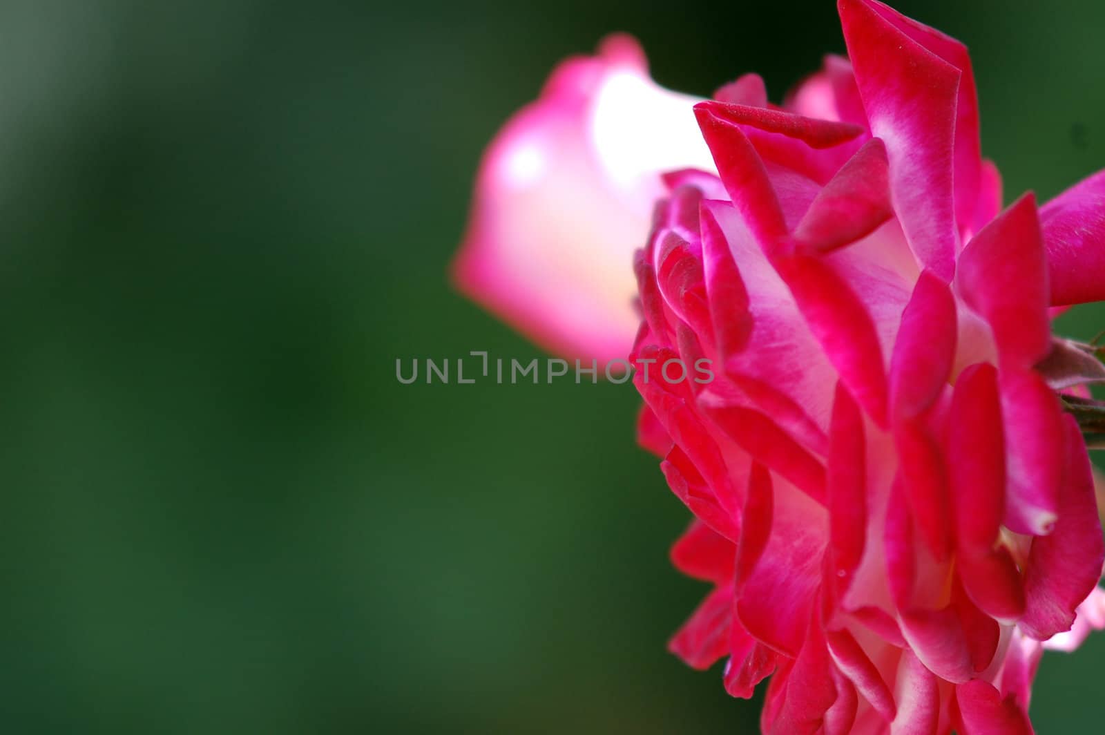 two red roses