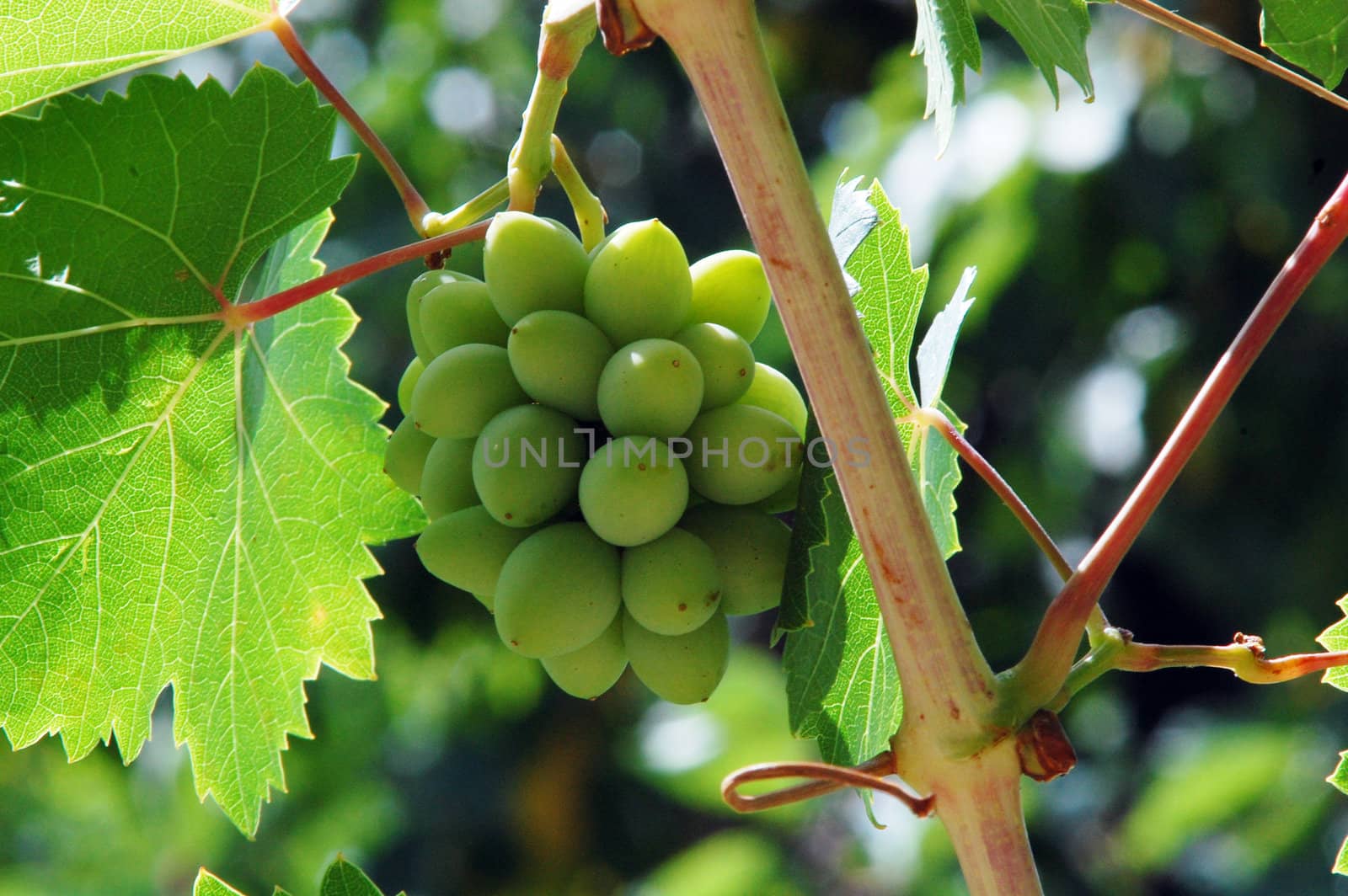 green grape