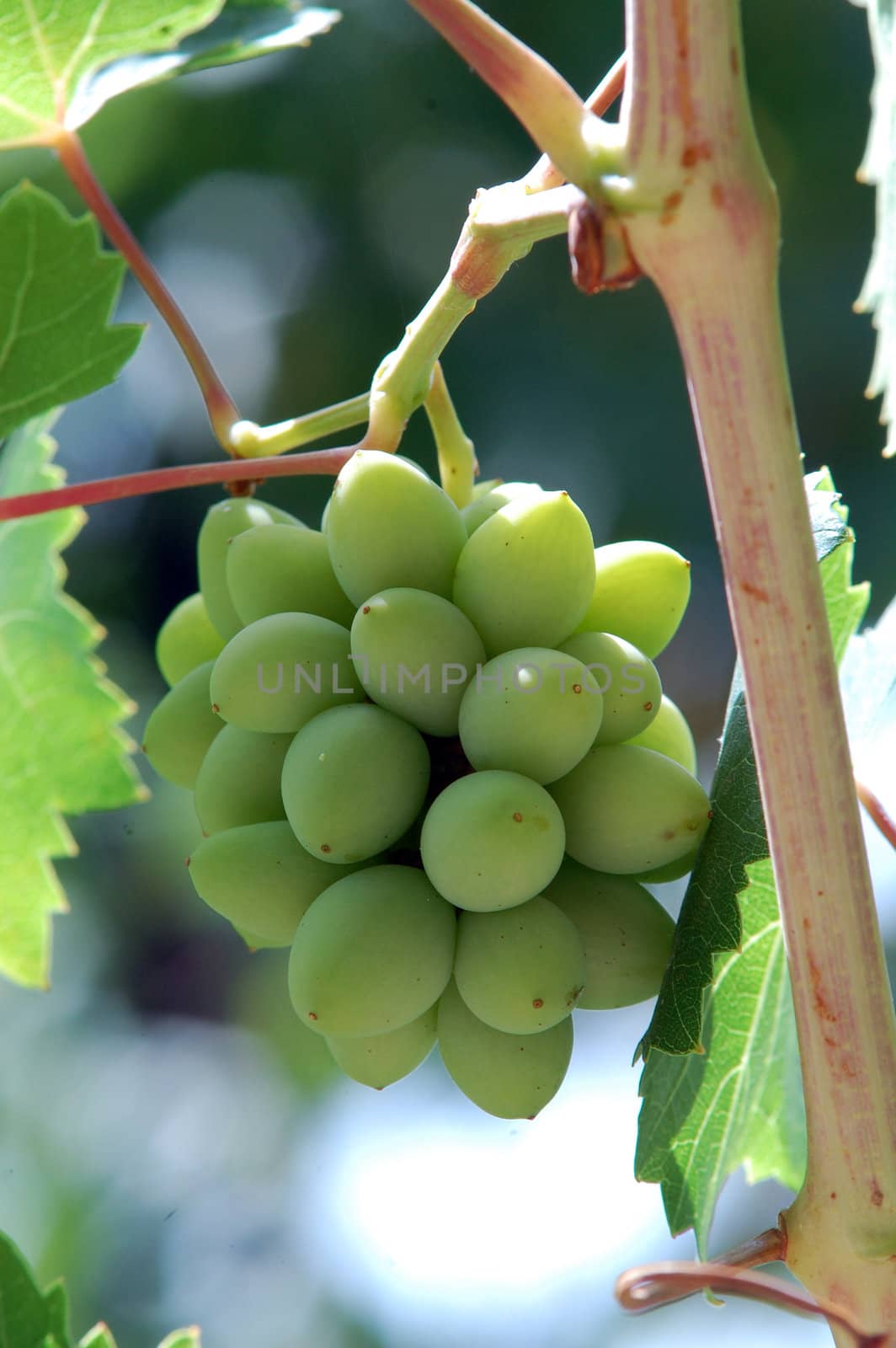 green grape by nehru