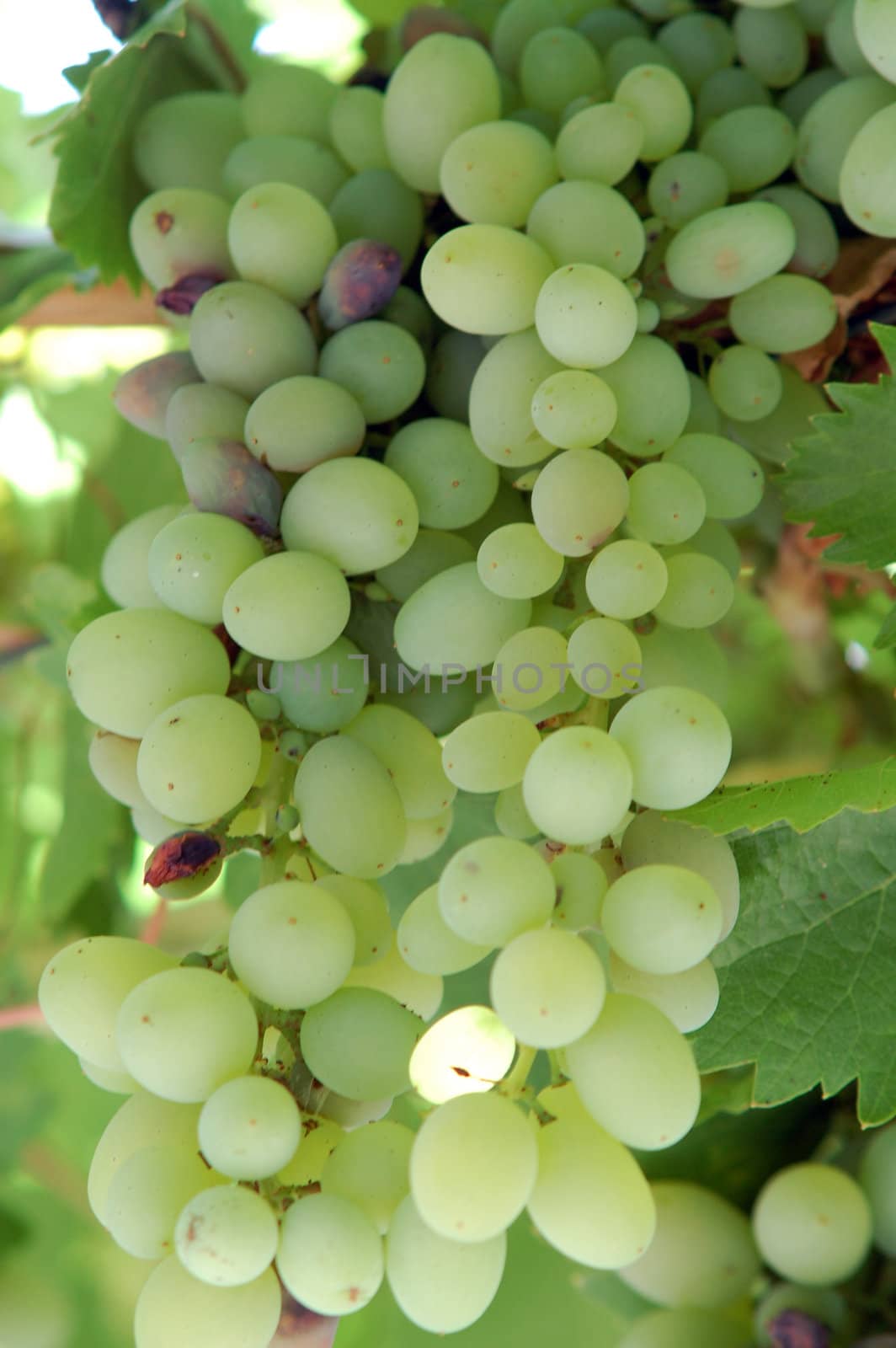 green grape