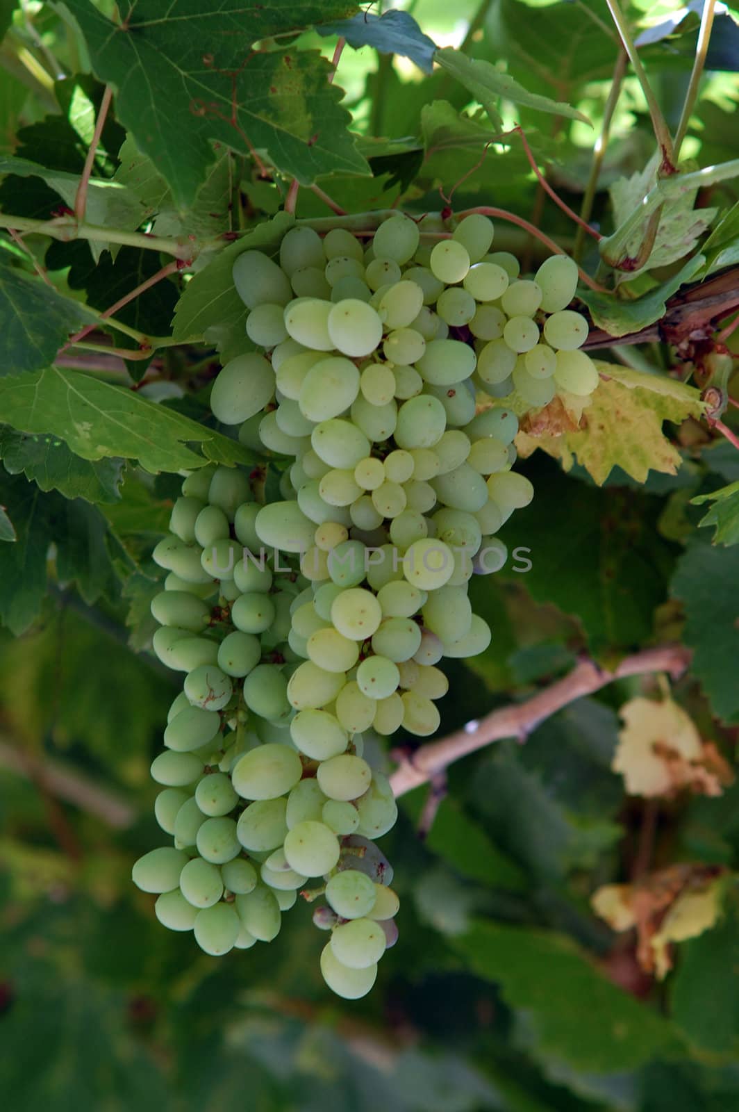 green grape by nehru