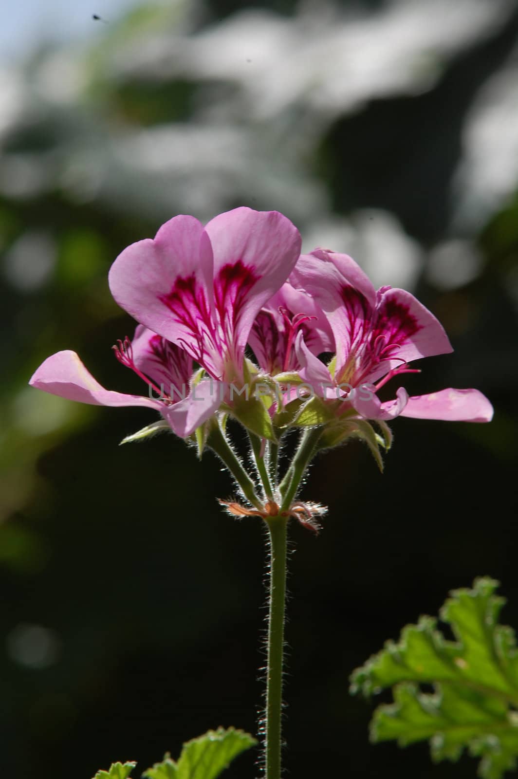 pink flower by nehru