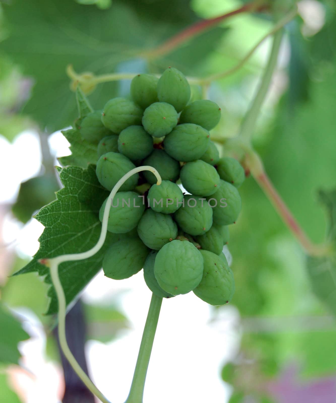 green grape by nehru