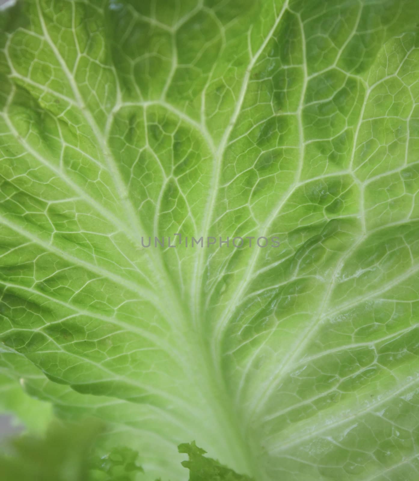 Close up of the fresh cabbage leaf