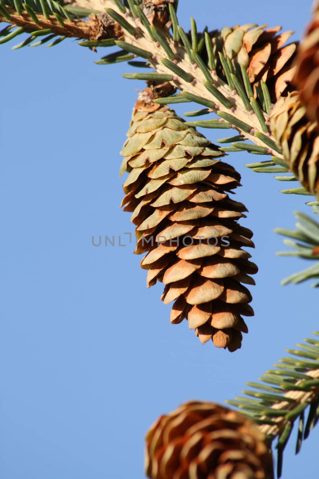 Close up of the pine con. Sky. Sunny day.