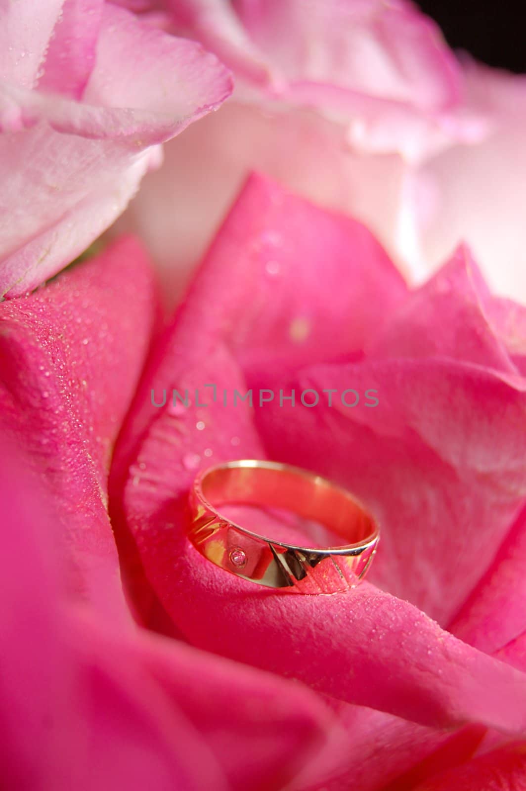 rose and wedding ring on pink