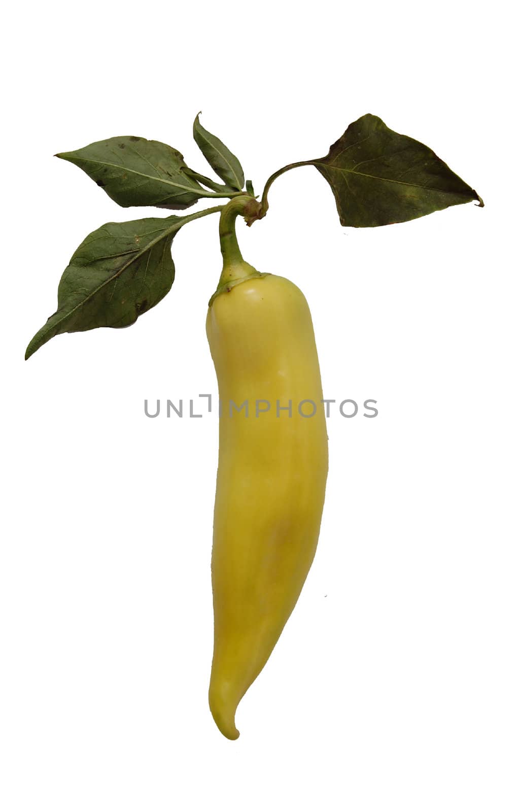 green pepper by nehru