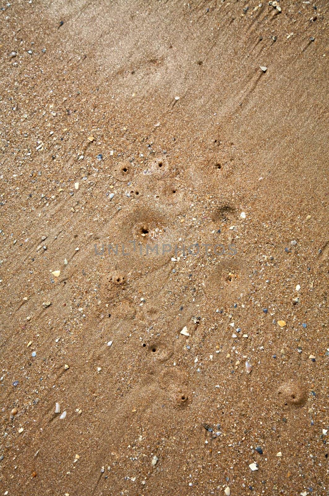 holes to breath animals on the beach sand