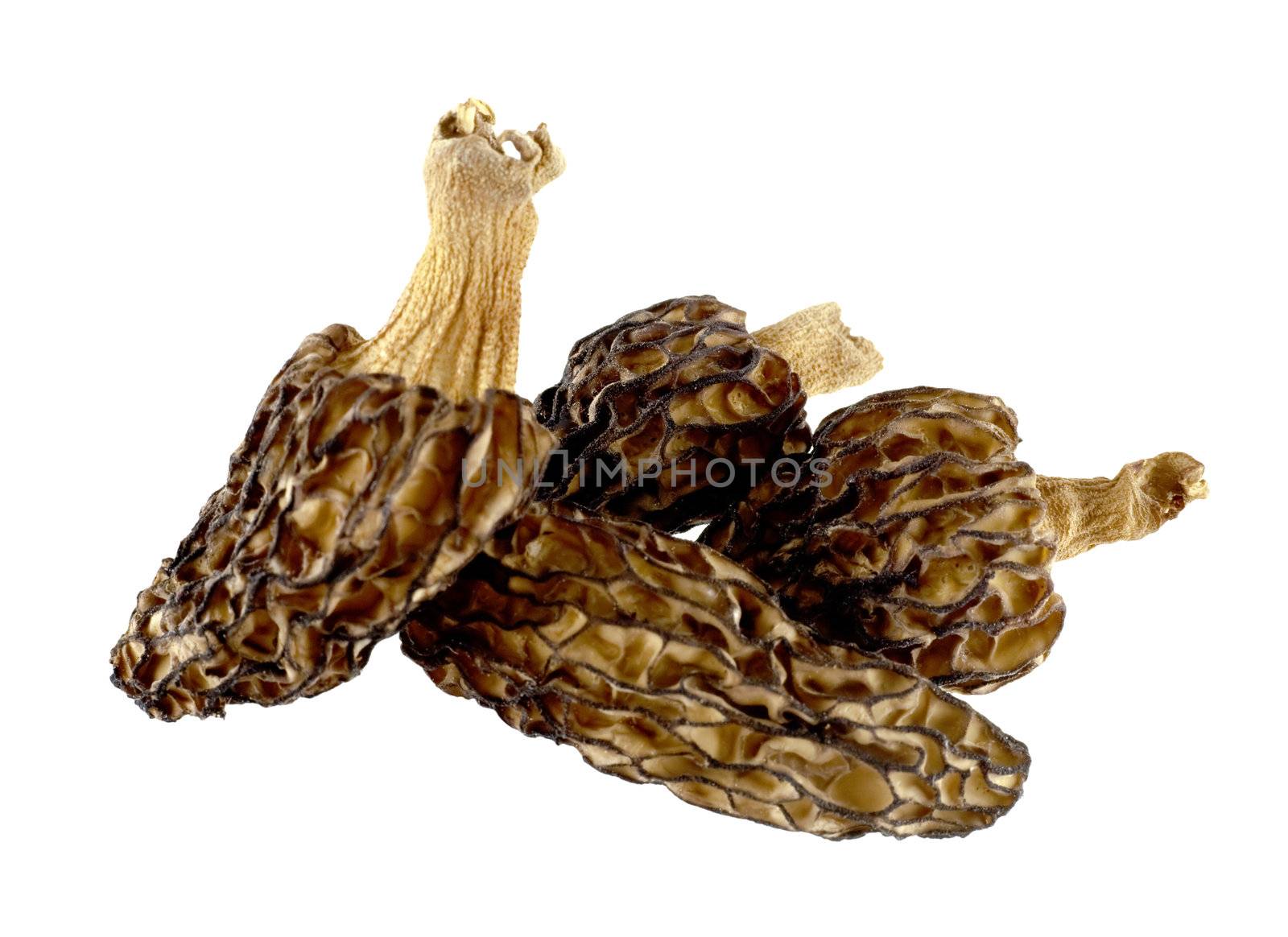 Small group of dried morels on a white background